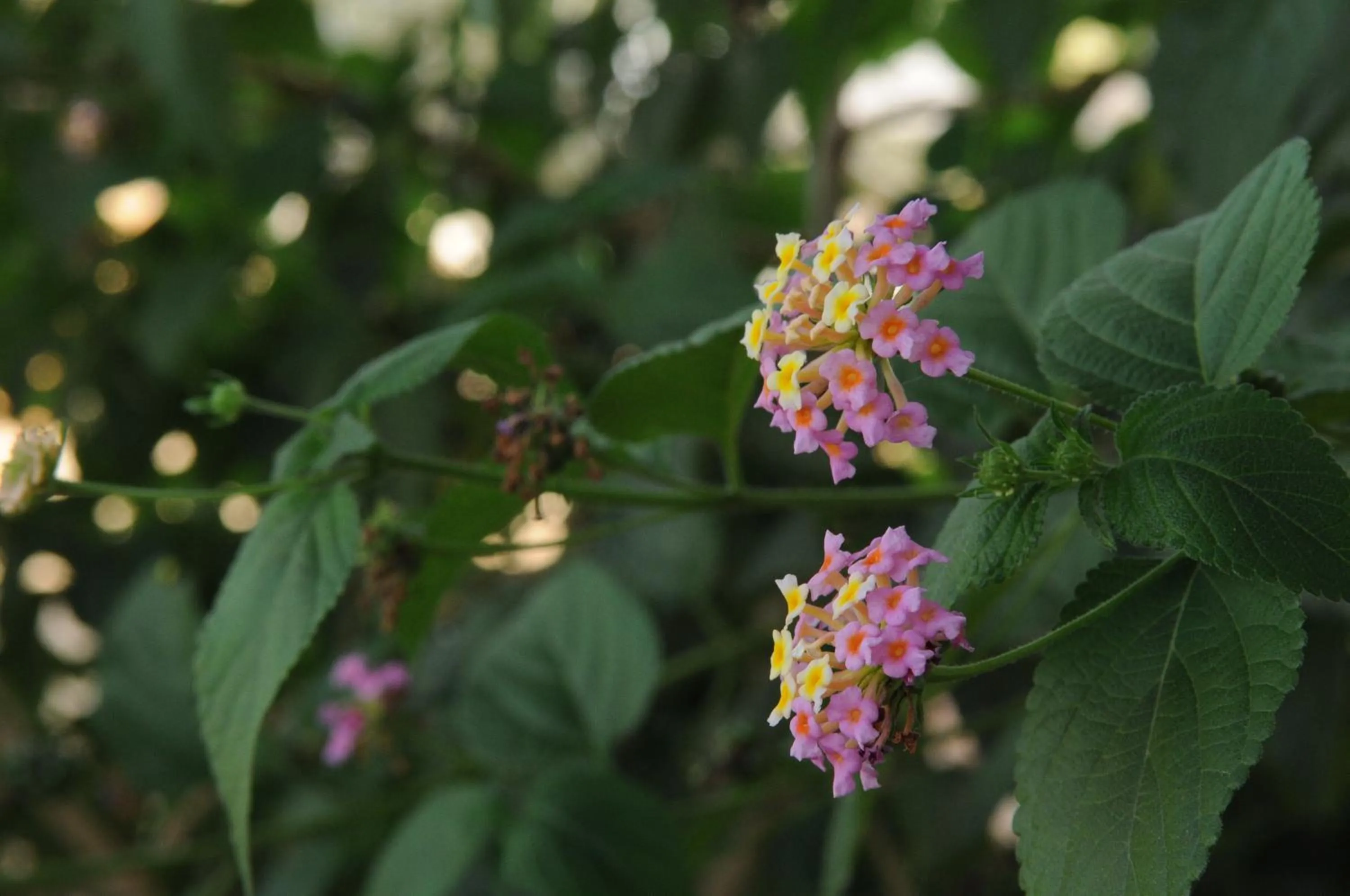 Garden in Mandara - Country Lodging
