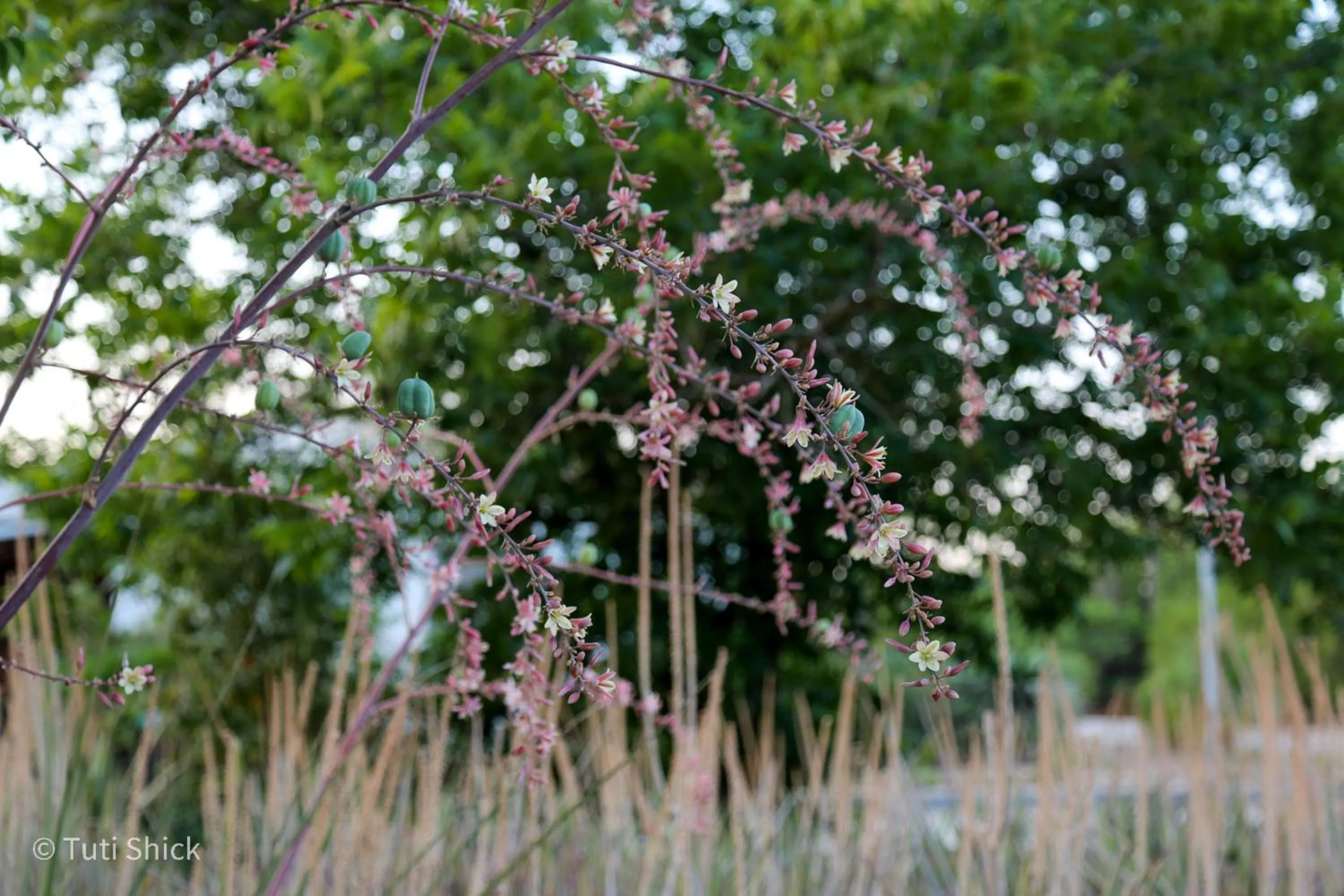 Garden in Mandara - Country Lodging