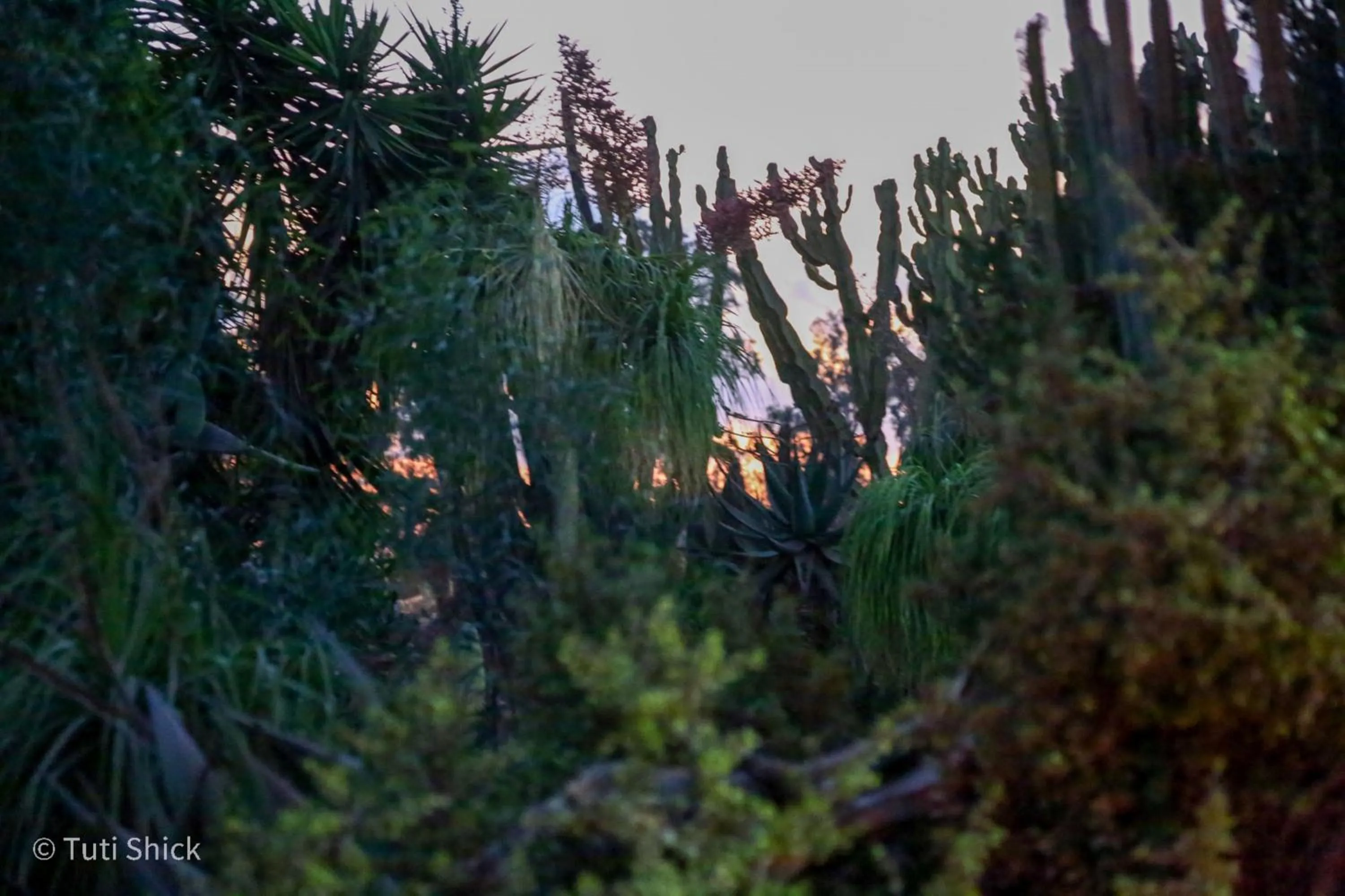 Garden in Mandara - Country Lodging