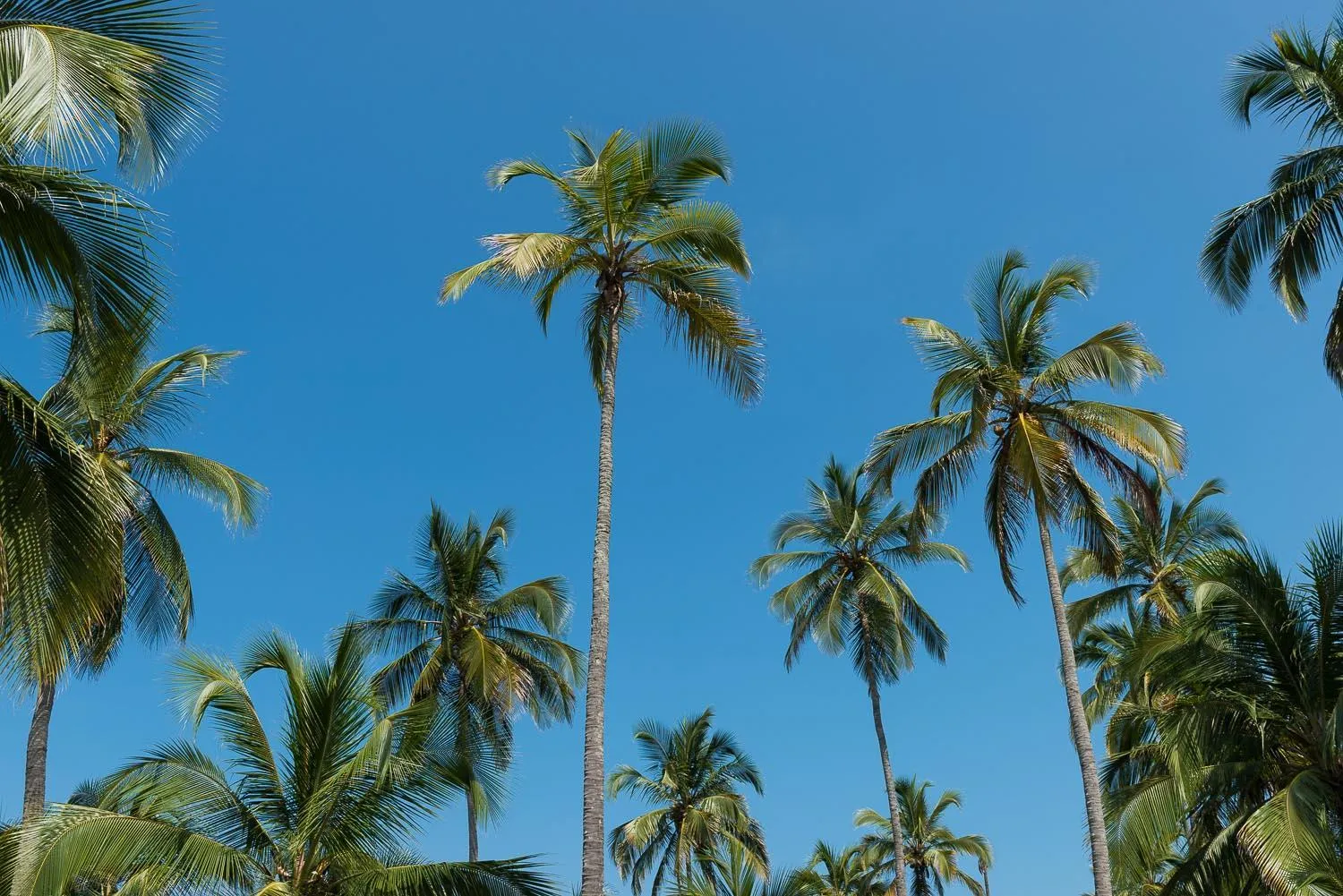 Summer in Tayrona Tented Lodge