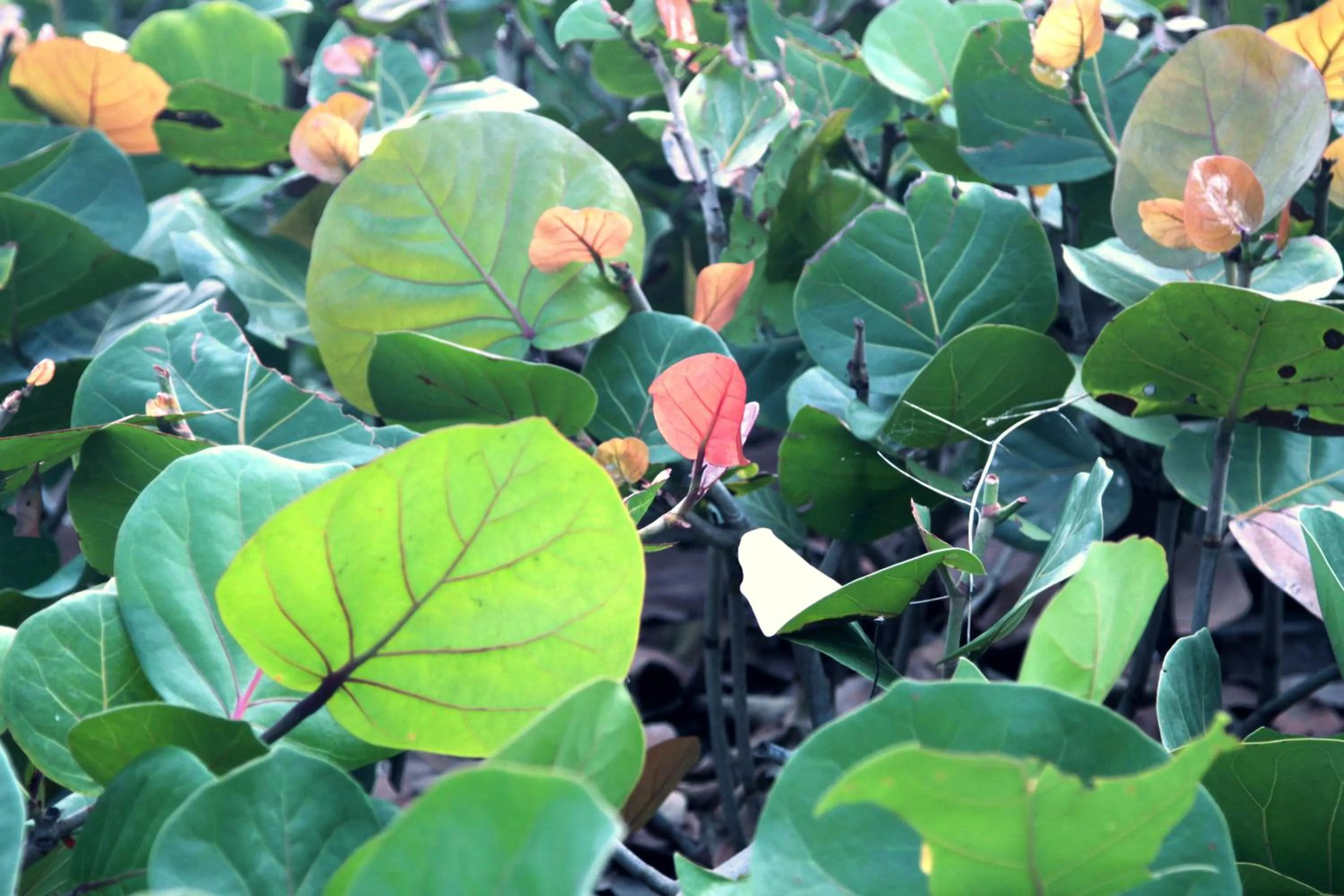 Garden in Tayrona Tented Lodge