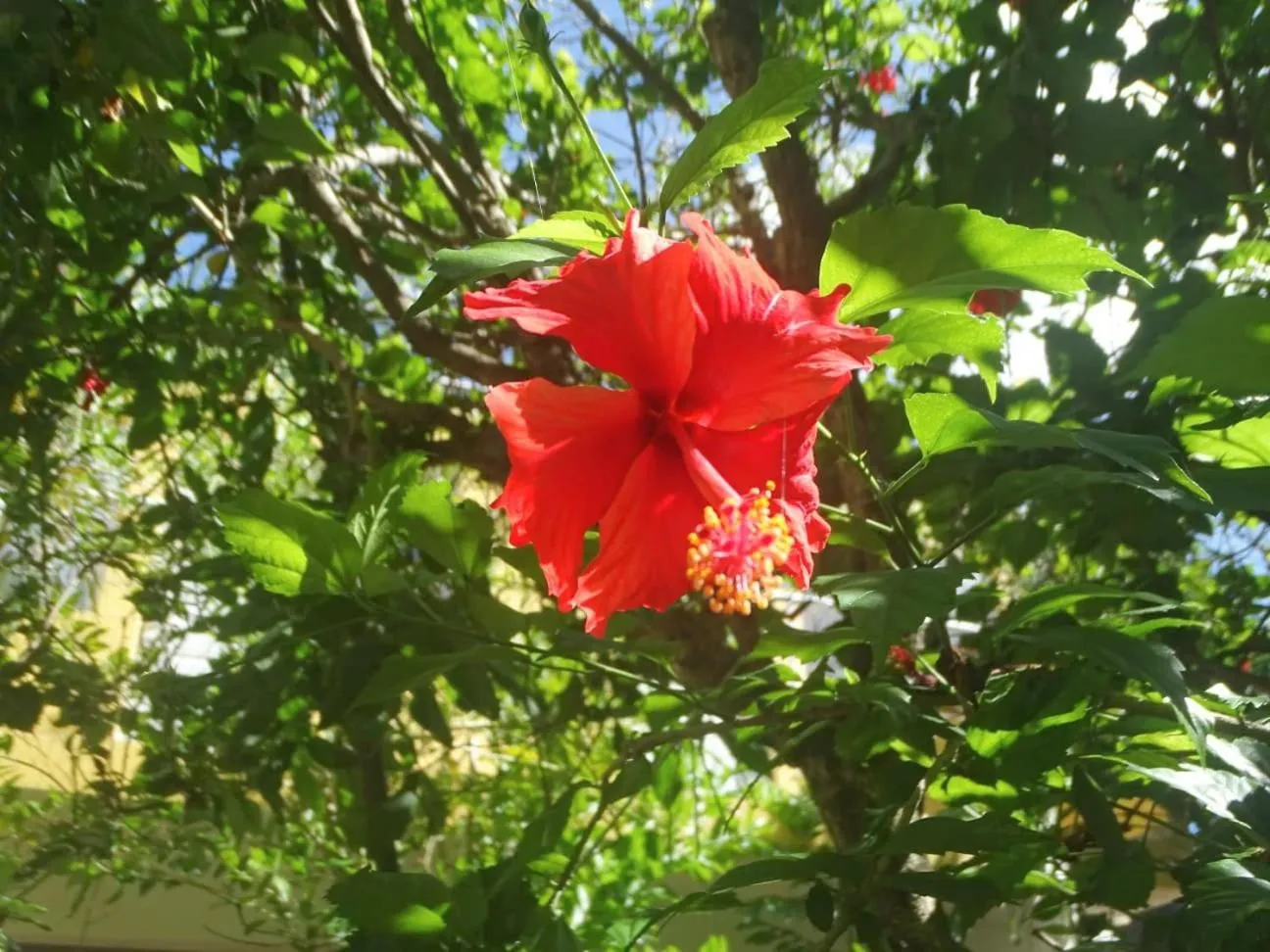 Garden in Casa Abanico Tulum