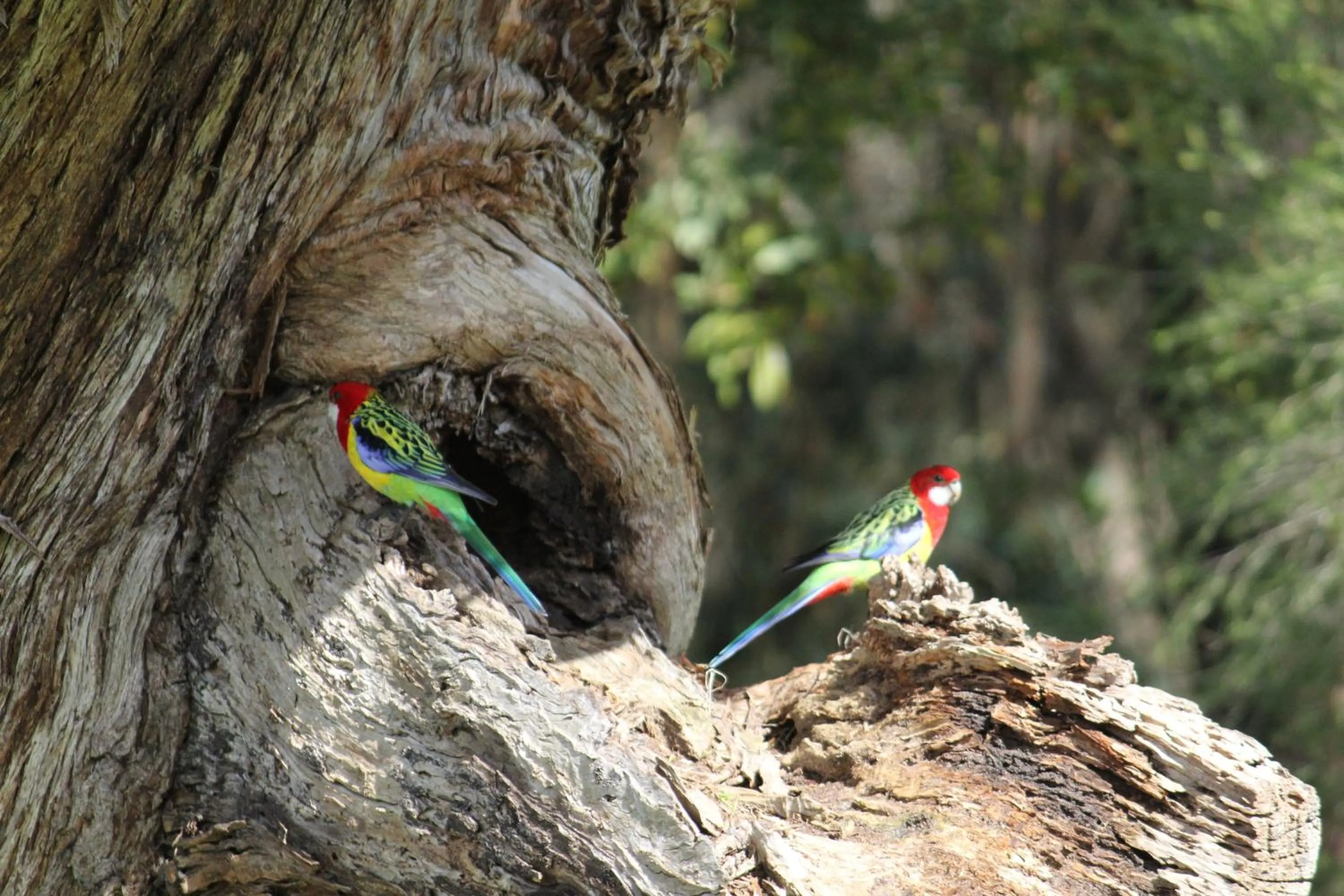 Nearby landmark in Sandpipers @ Millicent