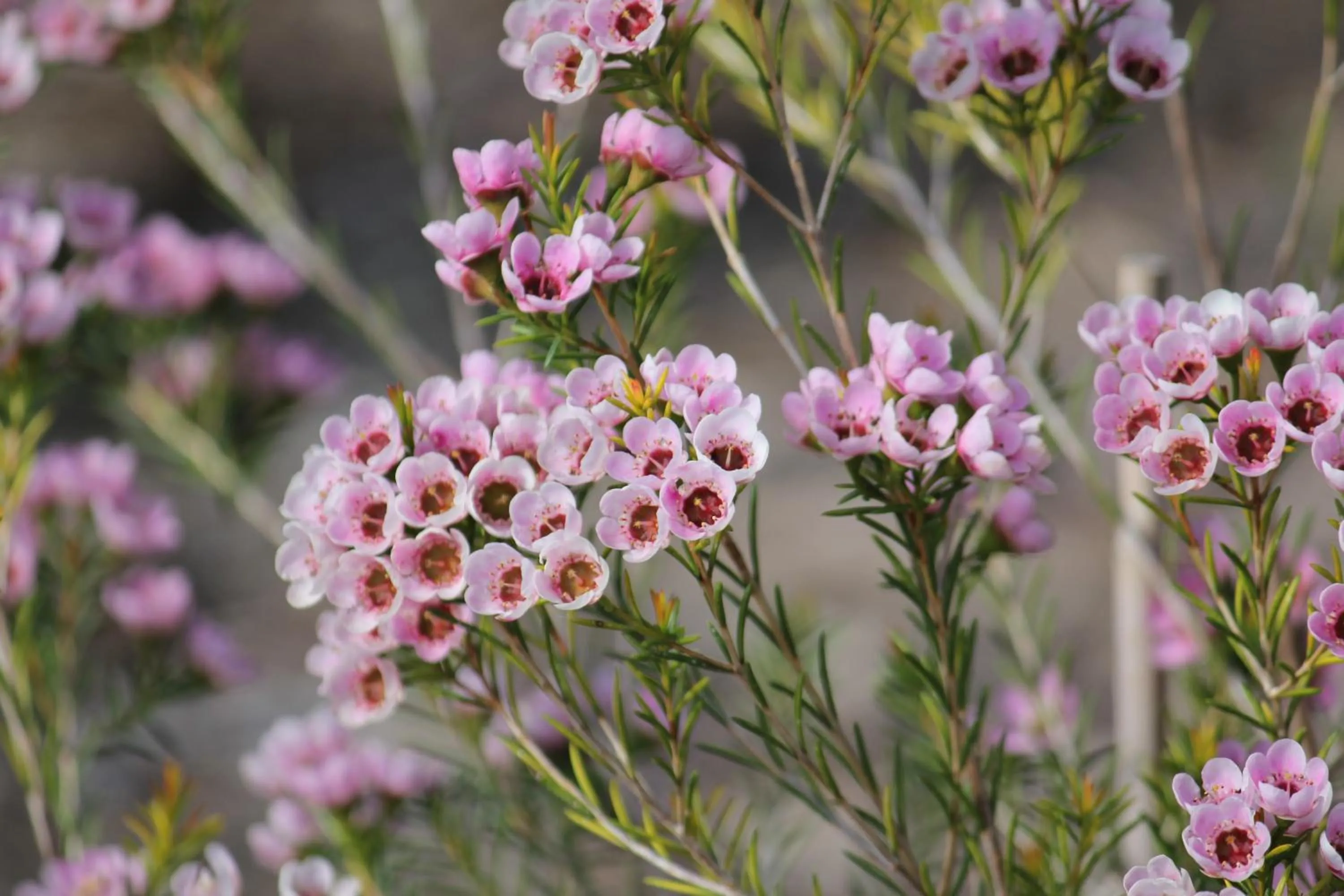 Nearby landmark in Sandpipers @ Millicent