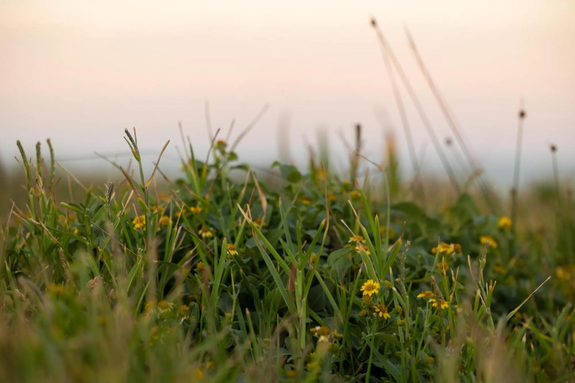 Garden in Reflections Lennox Head - Holiday Park
