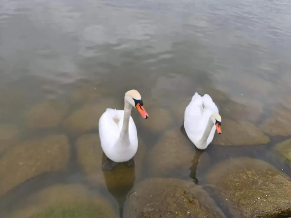 Animals in Villa Loebel 1881