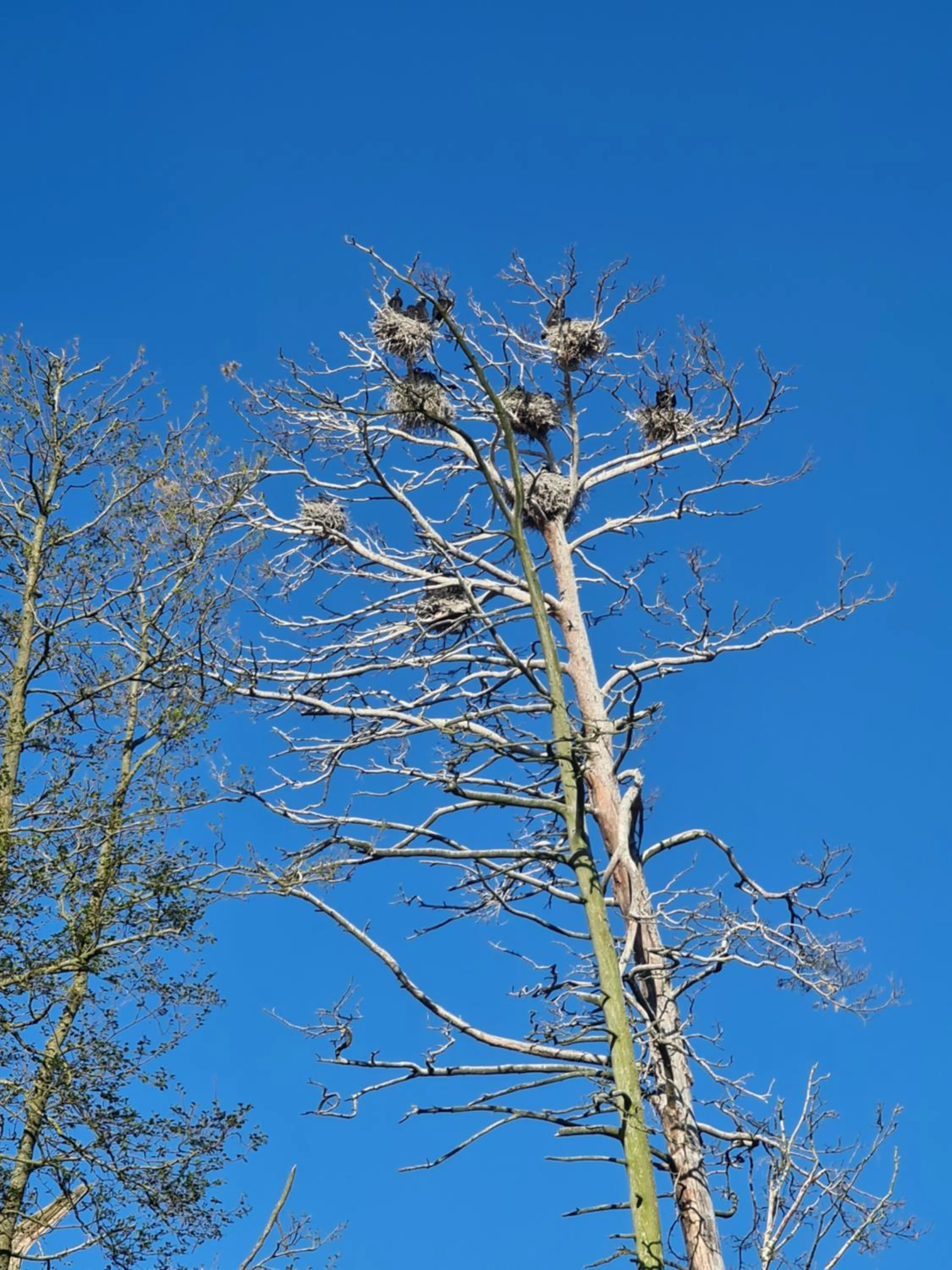 Natural landscape in Villa Loebel 1881