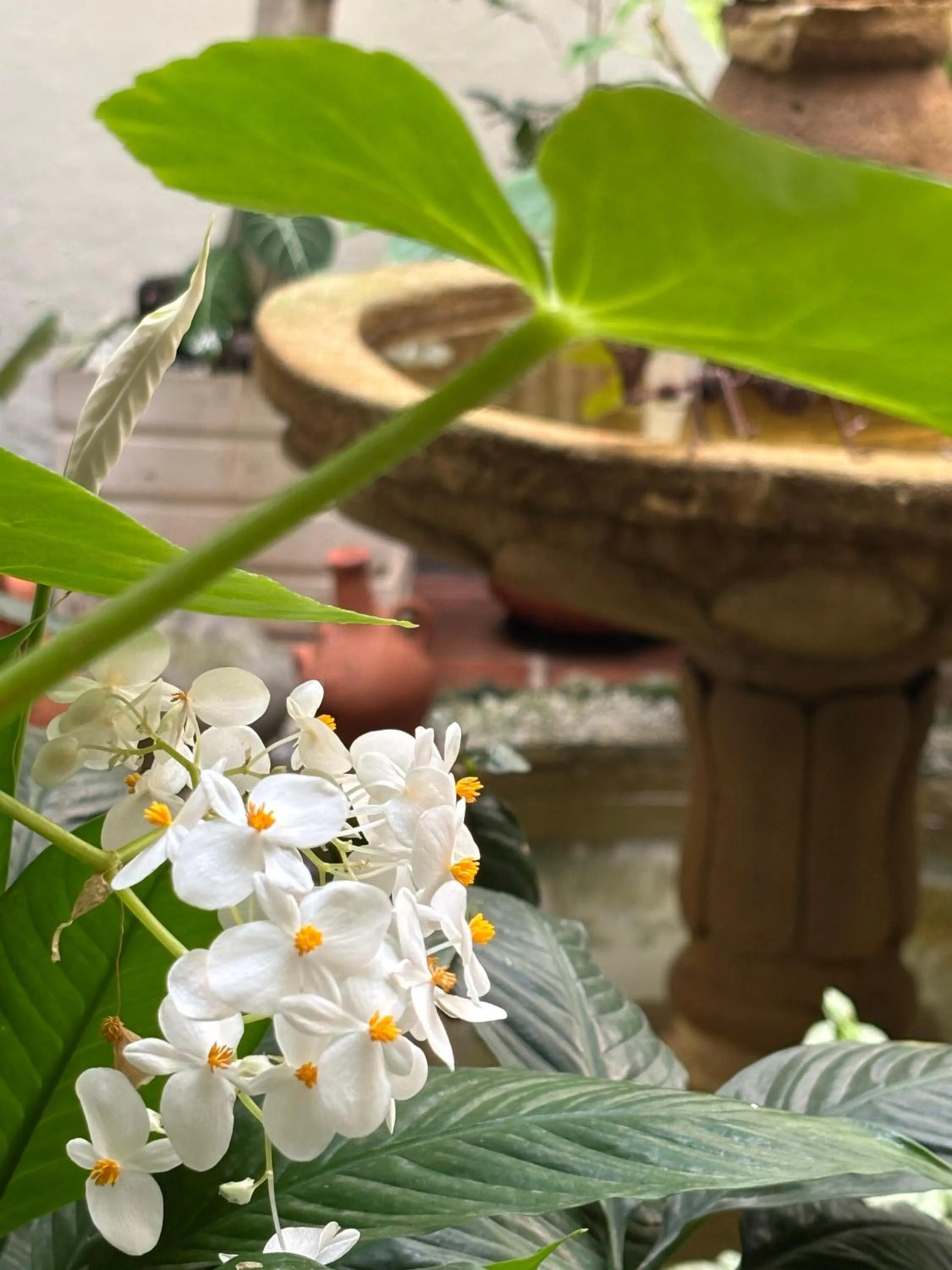 Garden in Hotel Terraza San Antonio