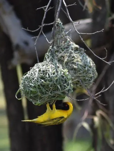 Natural landscape in Tamboti Bush Lodge