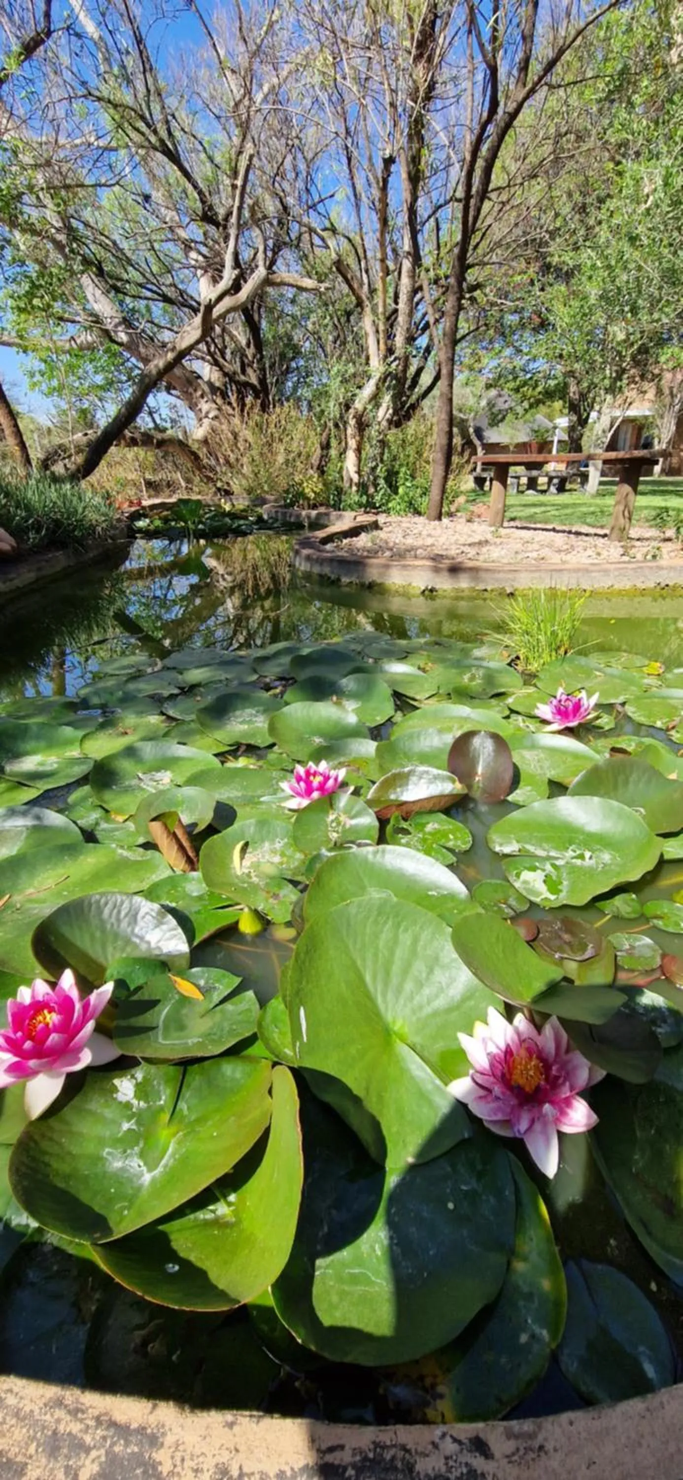 Garden in Tamboti Bush Lodge