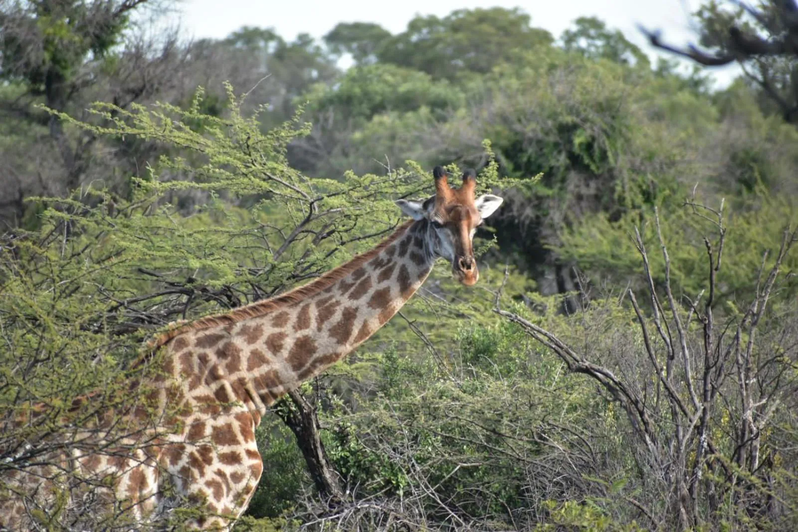 Natural landscape in Tamboti Bush Lodge
