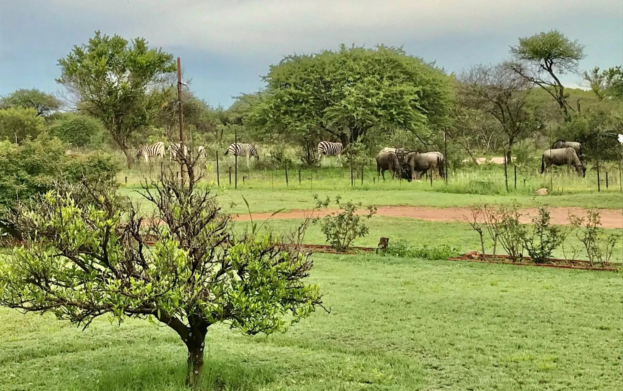Natural landscape in Tamboti Bush Lodge