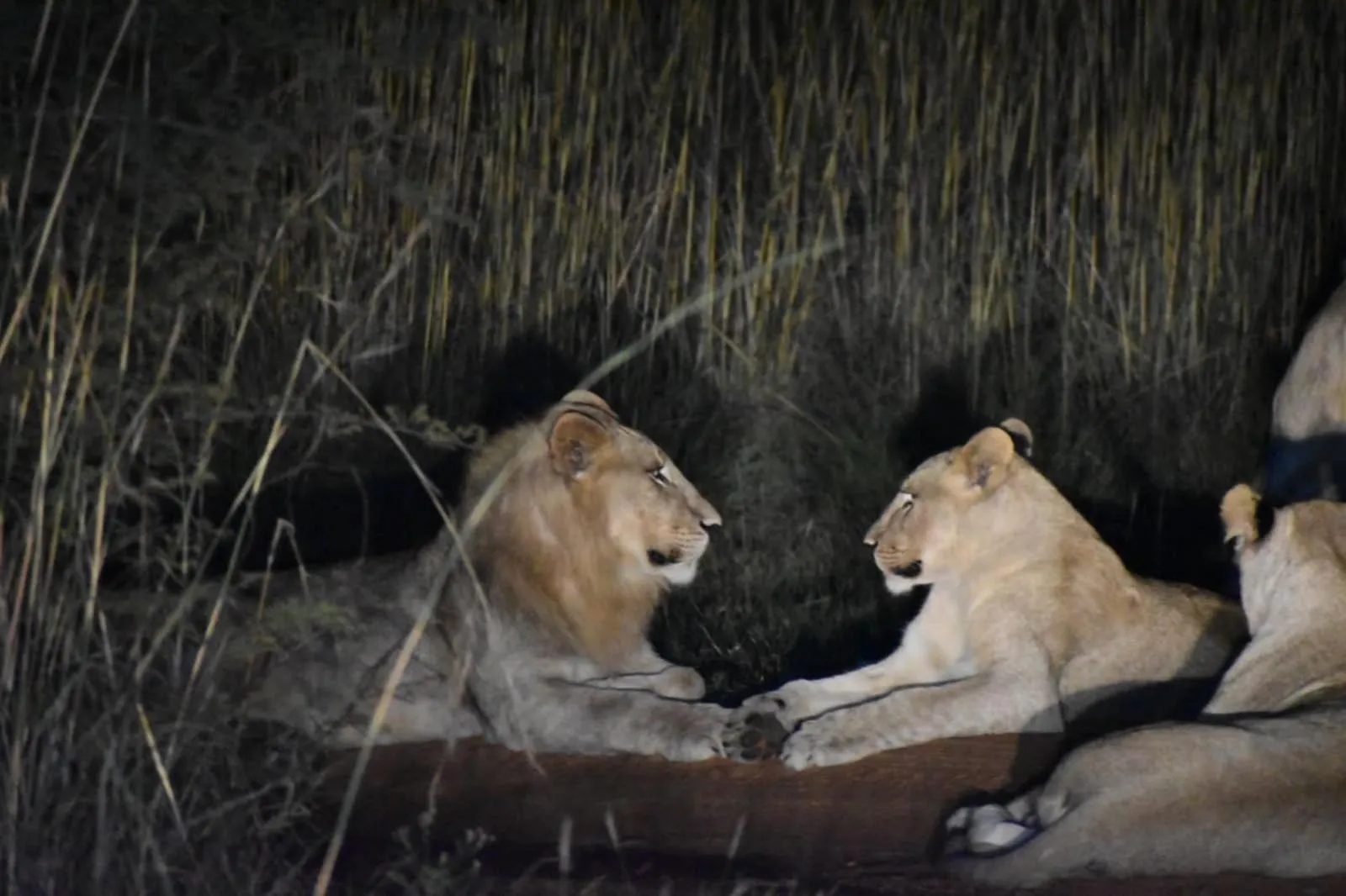 Natural landscape in Tamboti Bush Lodge