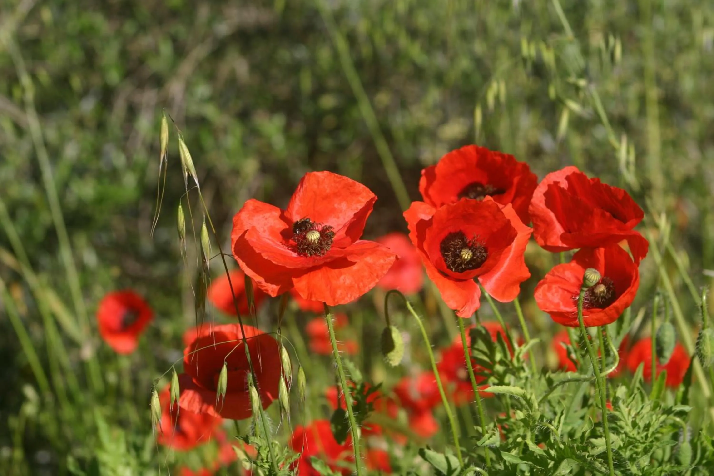 Area and facilities in Pausania Inn
