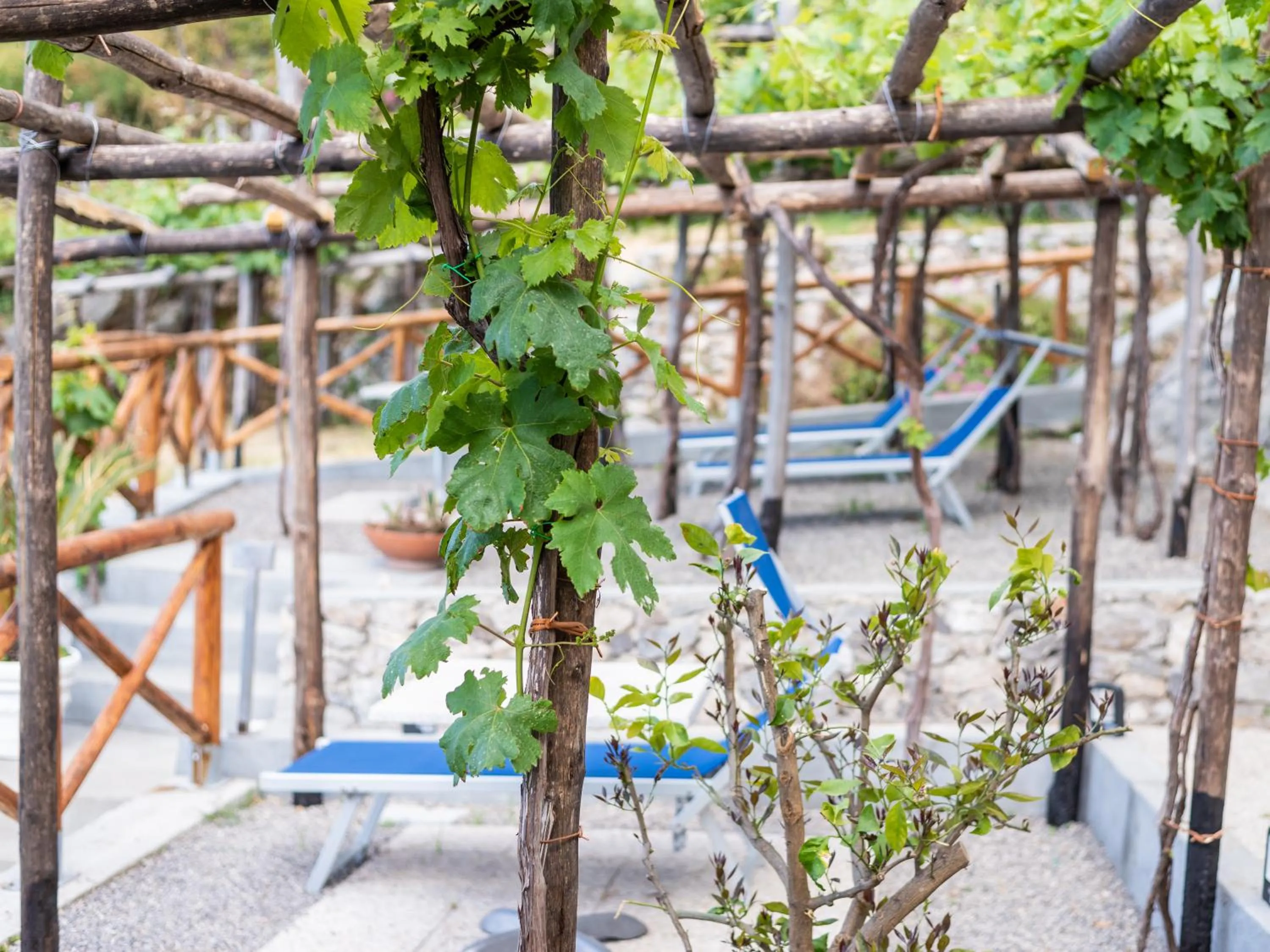 Garden in Albergo Diffuso Bacco Furore
