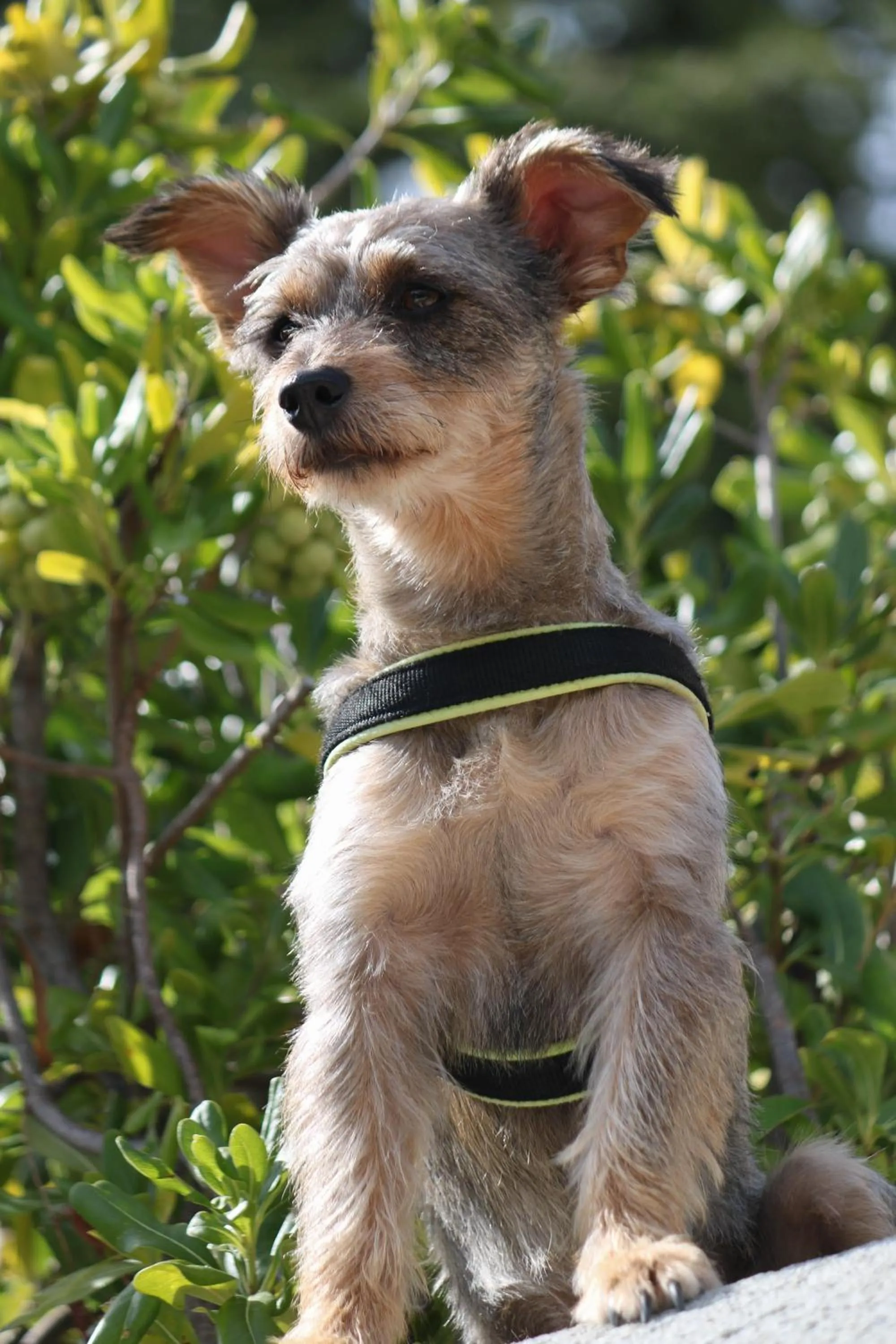 Pets in Relais San Rocco