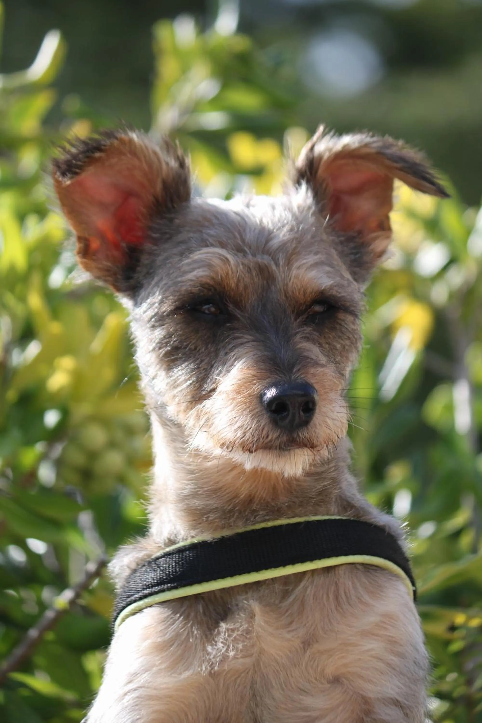 Pets in Relais San Rocco