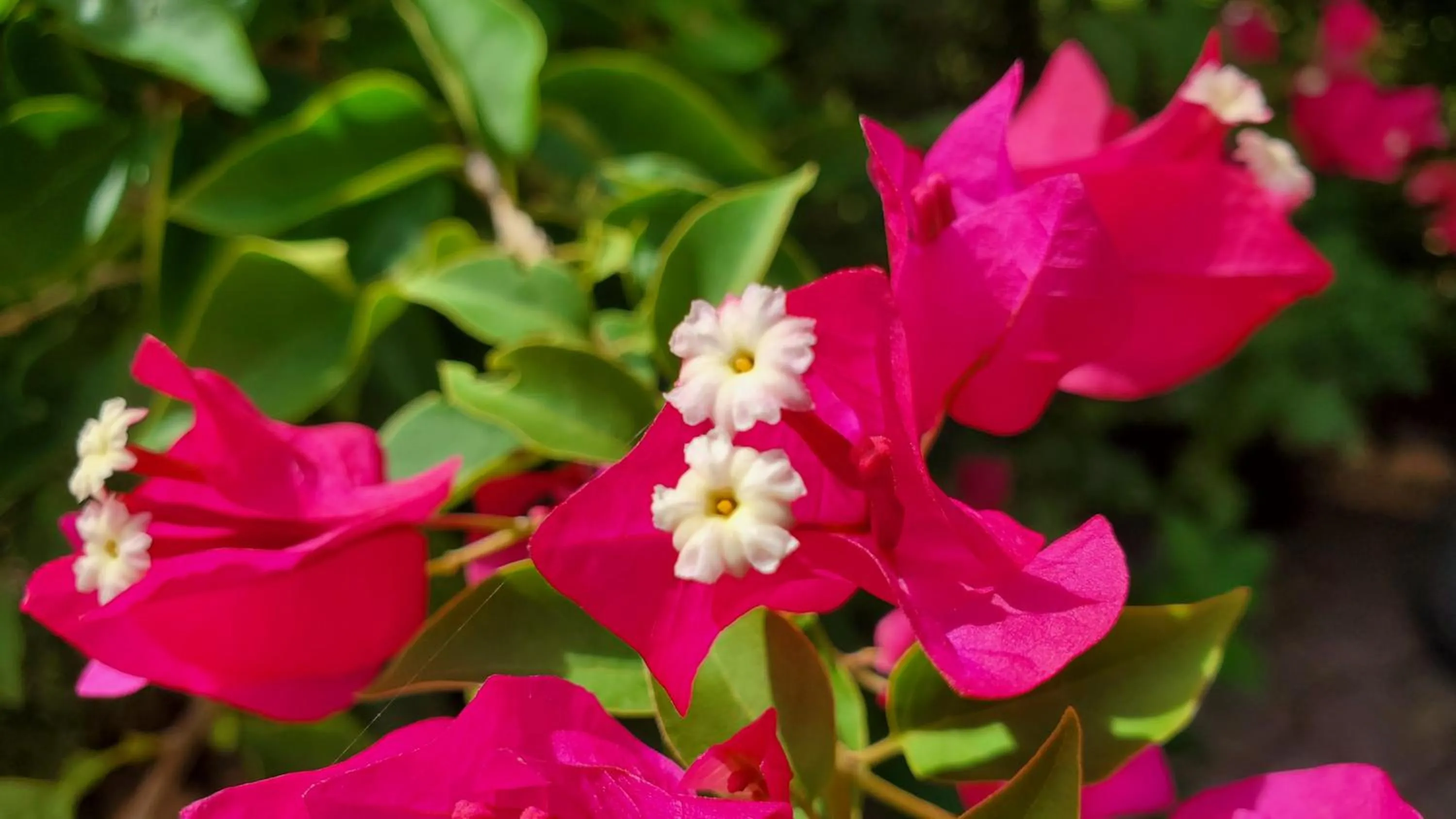 Garden in Casa Cuba in Little Havana, Brickell, Calle 8 and 10 minutes to the Beach FREE PARKING