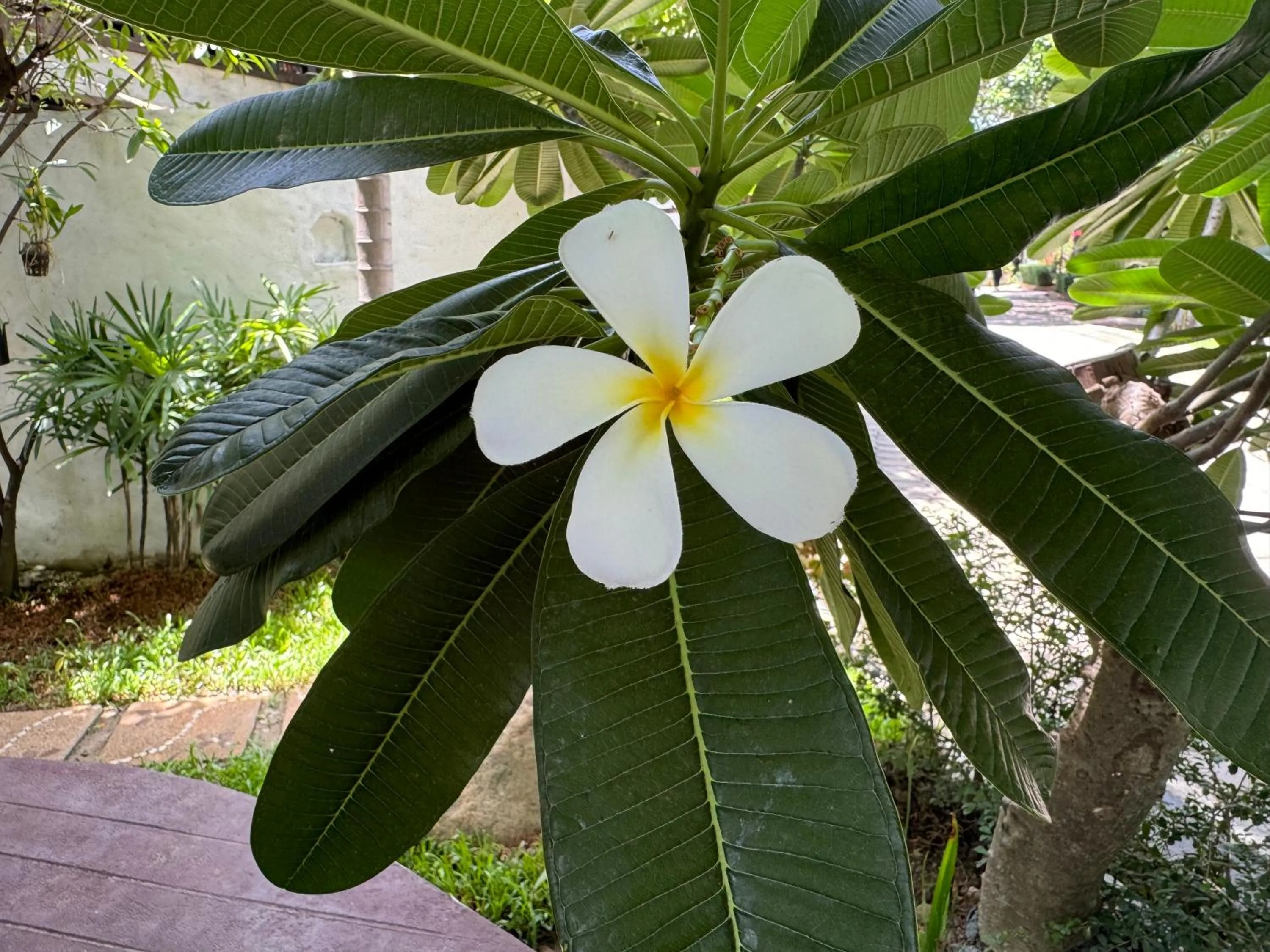 Garden in Teewana Resort