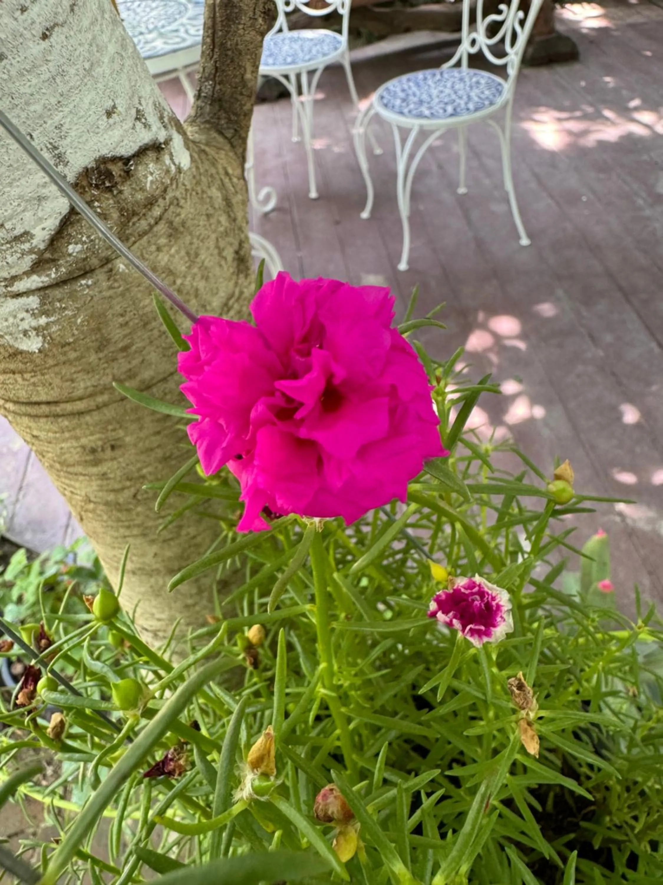 Garden in Teewana Resort