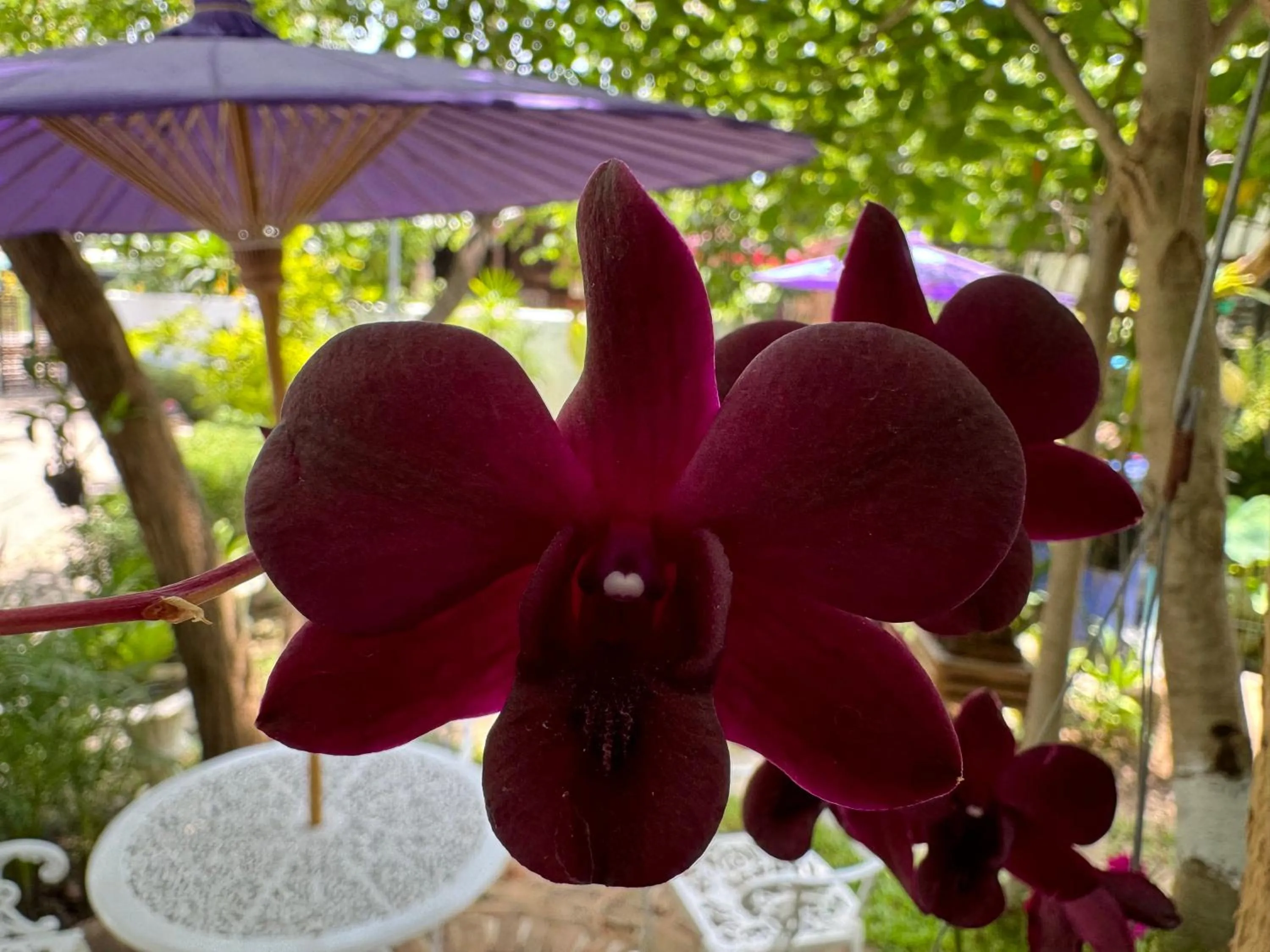 Garden in Teewana Resort