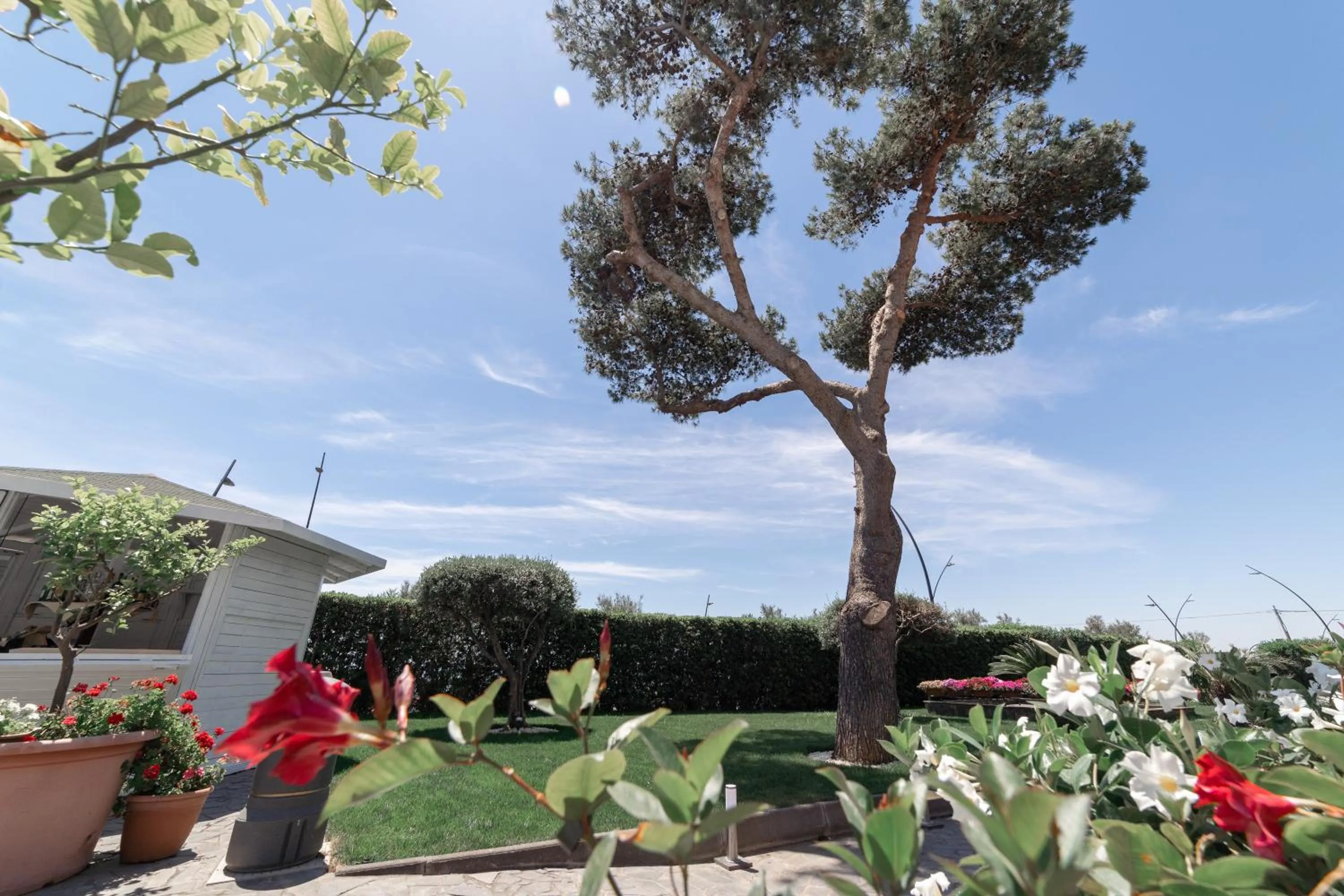 Garden in Hotel Nettuno