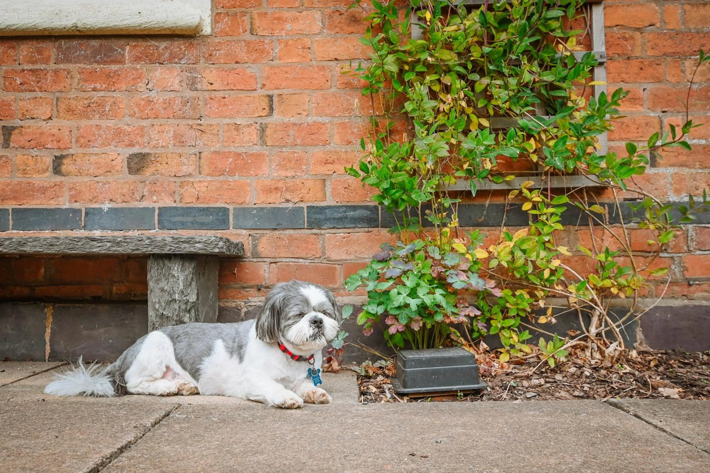 Pets in Morningside Cottage
