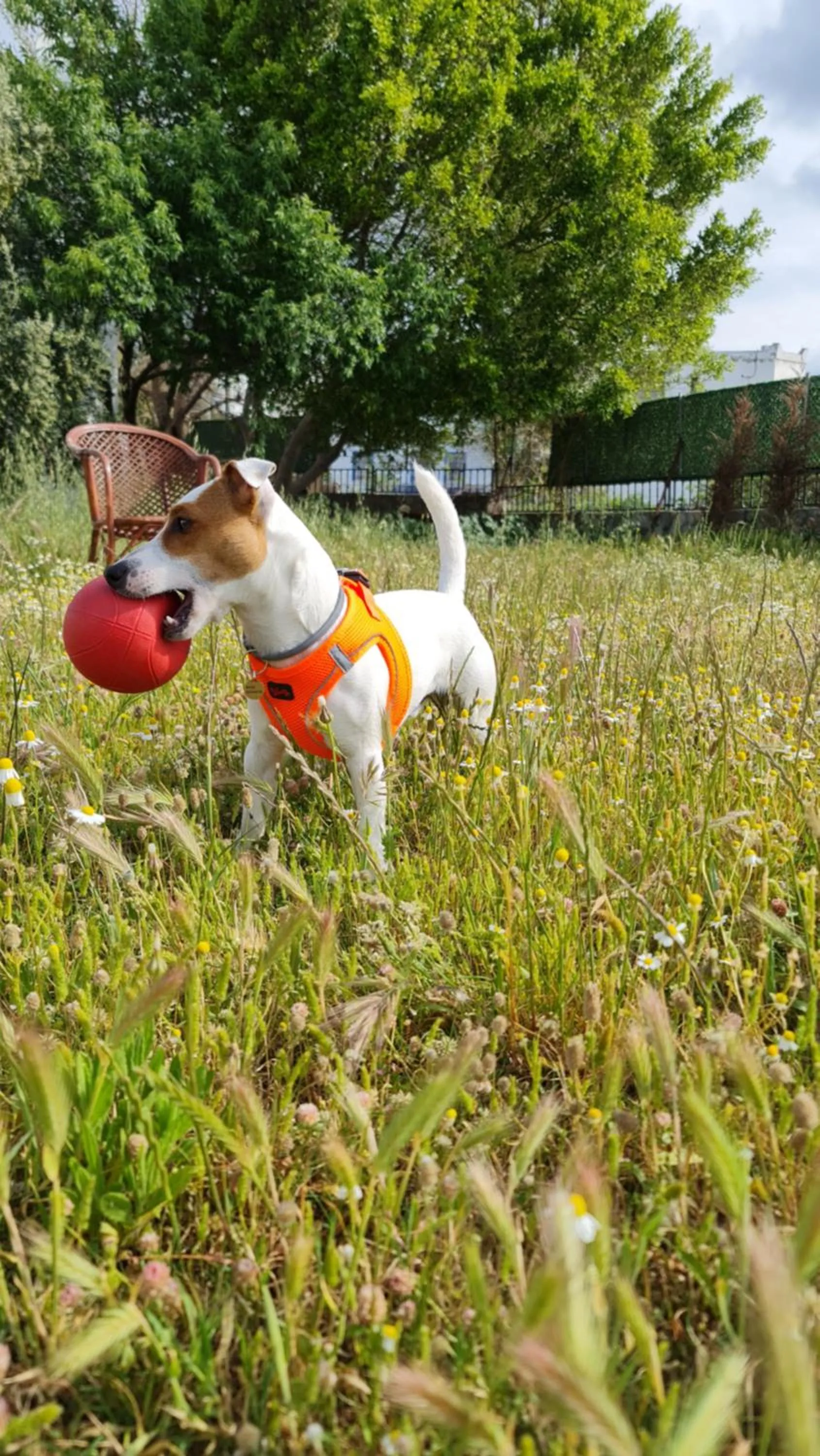 Animals in Dreams Bodrum butik hotel