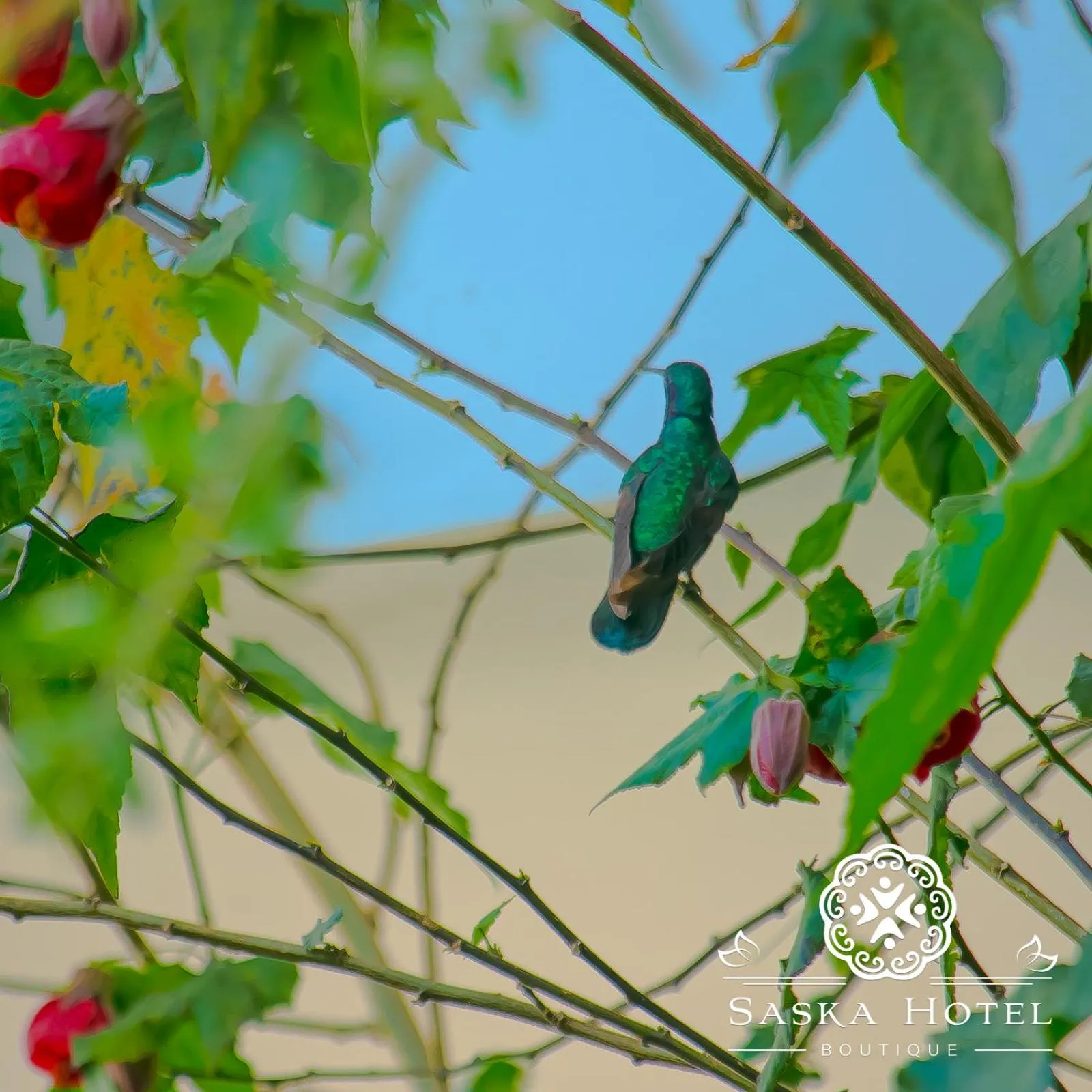 Garden in Saska Boutique Hotel
