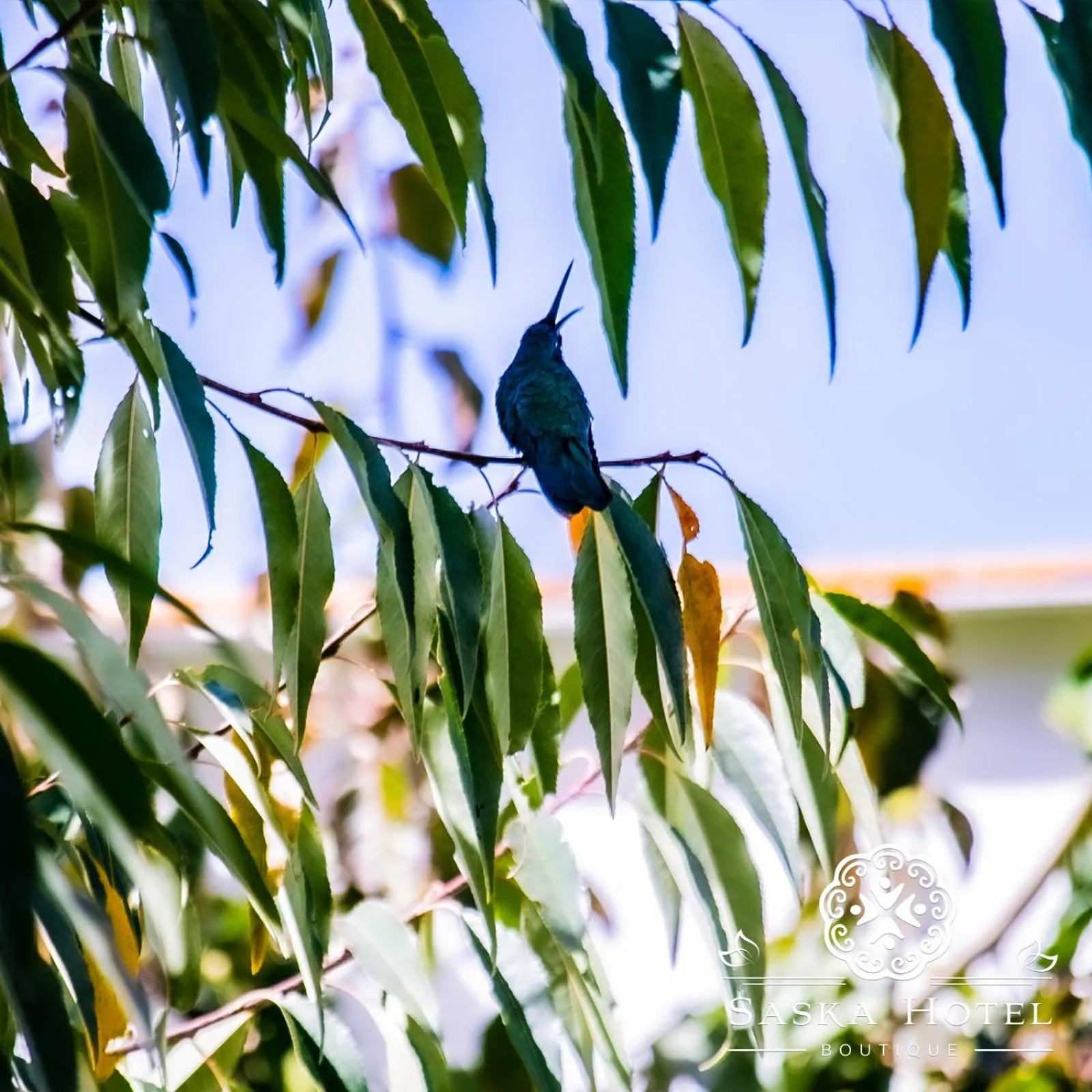 Garden in Saska Boutique Hotel