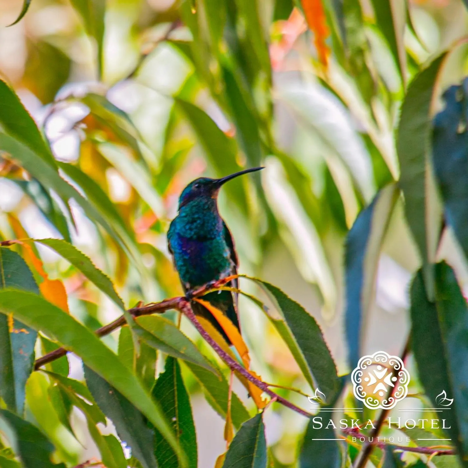 Garden in Saska Boutique Hotel