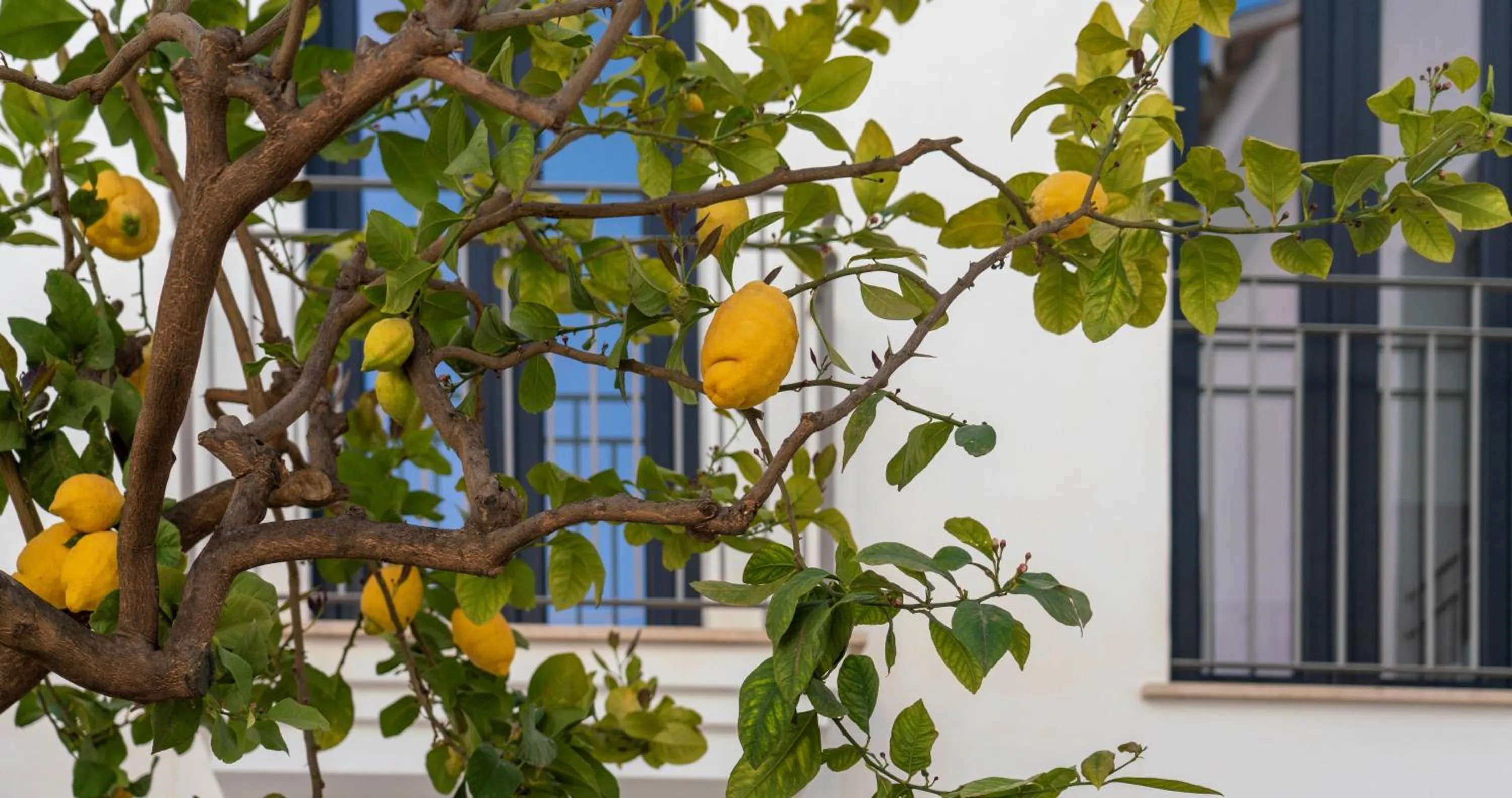 Decorative detail in OPUNTIA Hotel Boutique