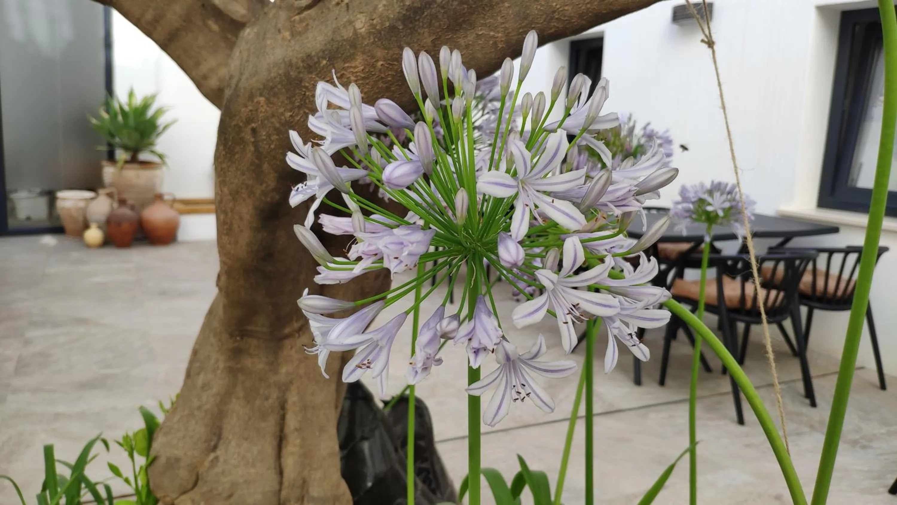 Patio in OPUNTIA Hotel Boutique