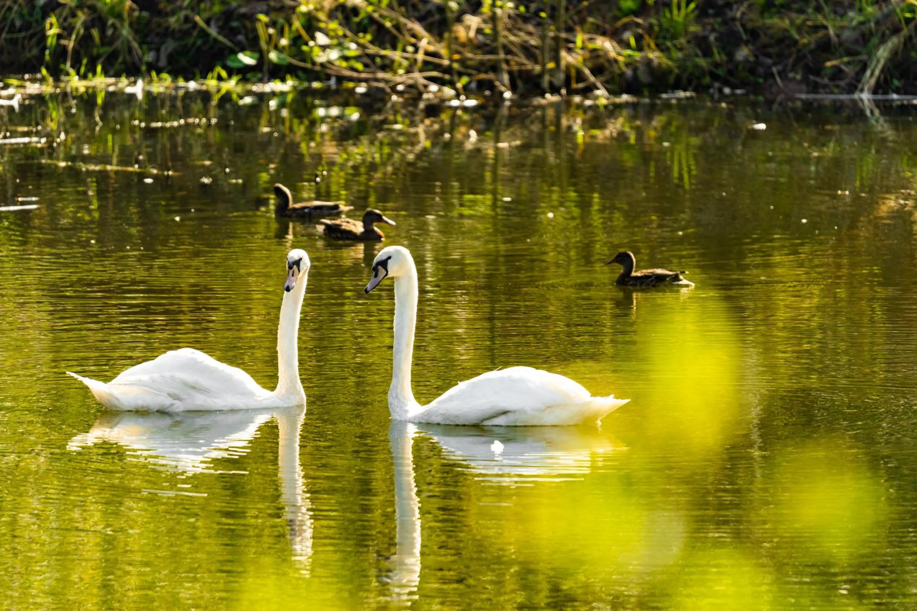 Animals in Waldschlösschen Brotterode