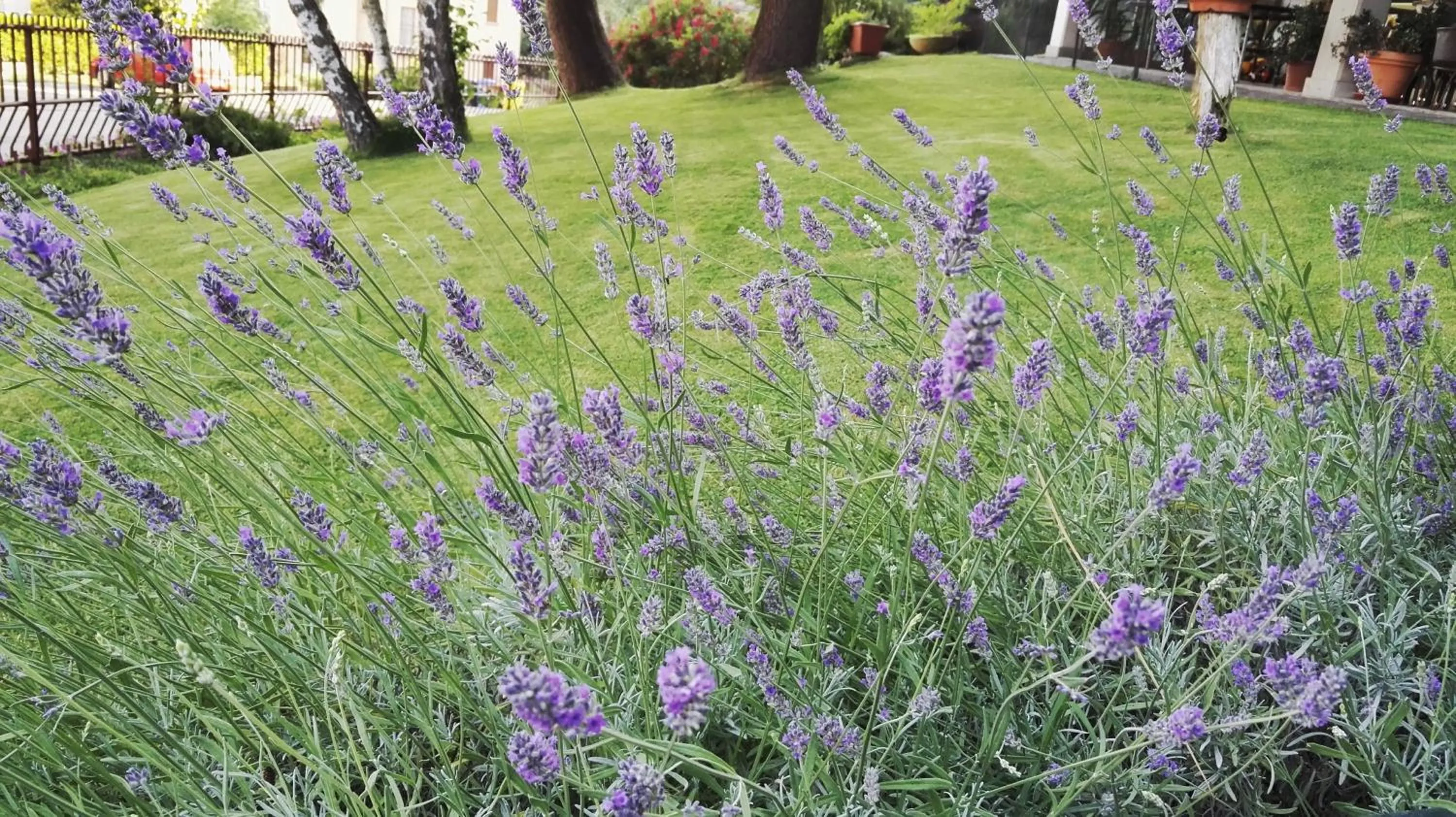 Garden in Hotel Astoria