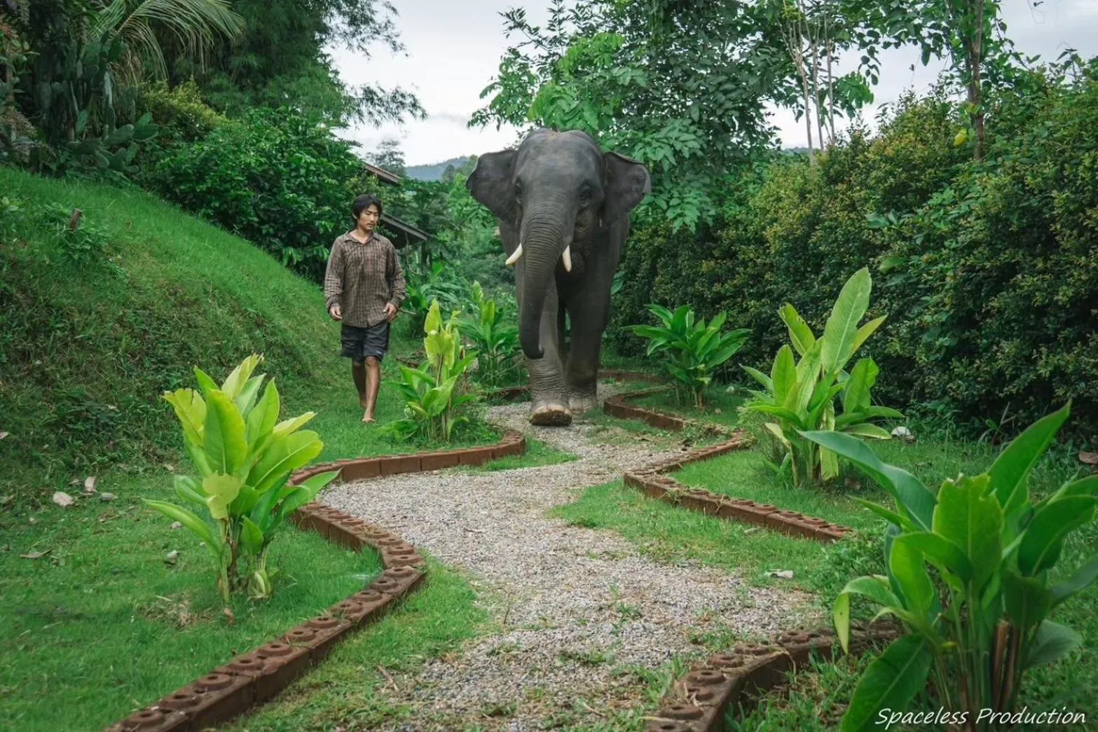 3 Pok Maewang jinxiang Gold elephant park