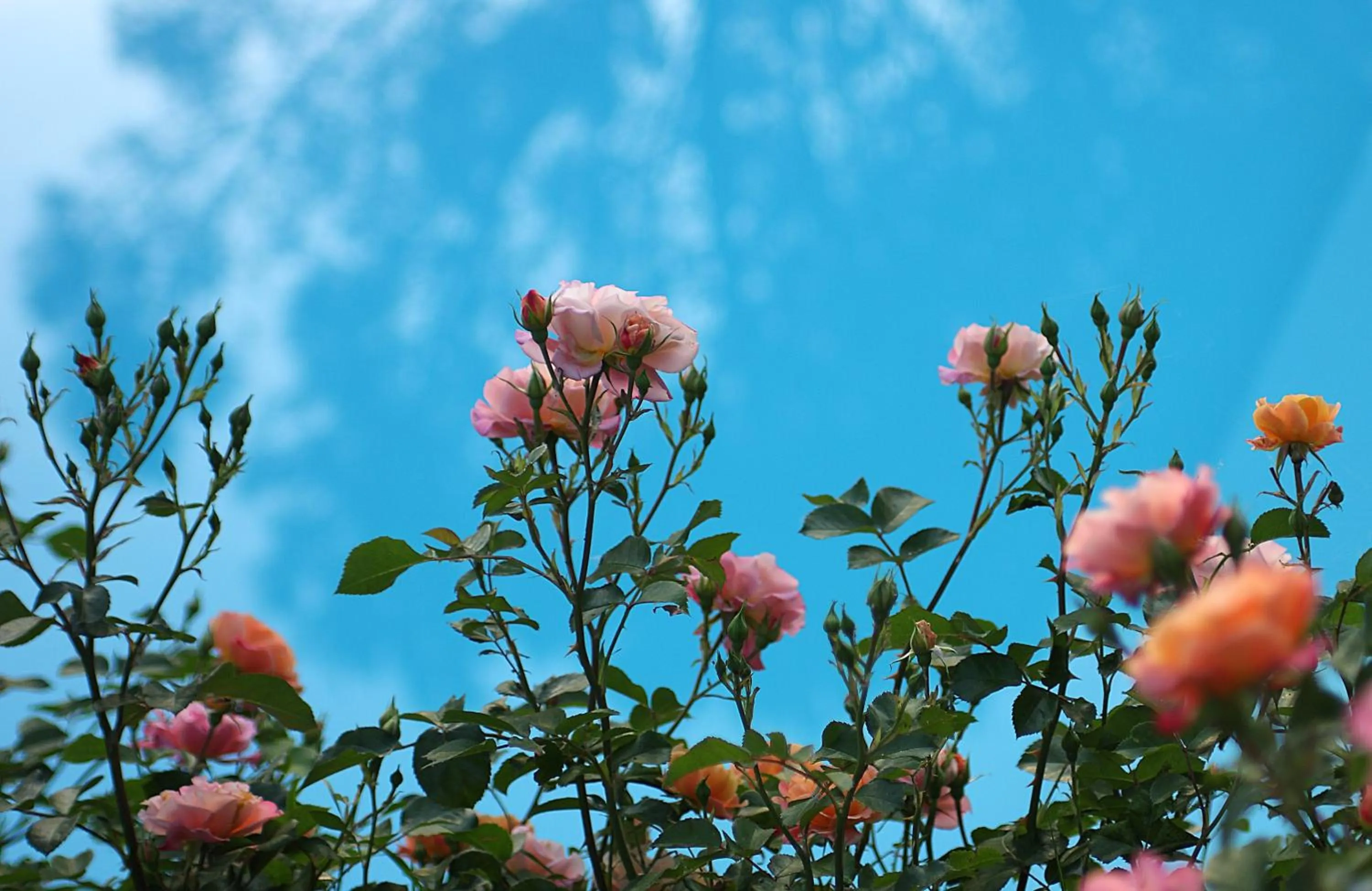 Garden in Tenuta Il Burchio