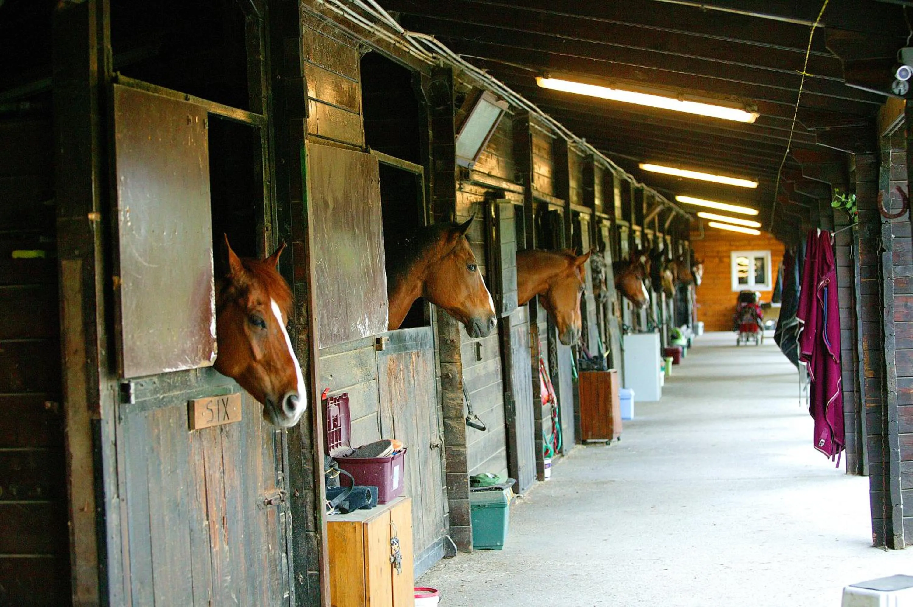 Horse-riding in Tenuta Il Burchio