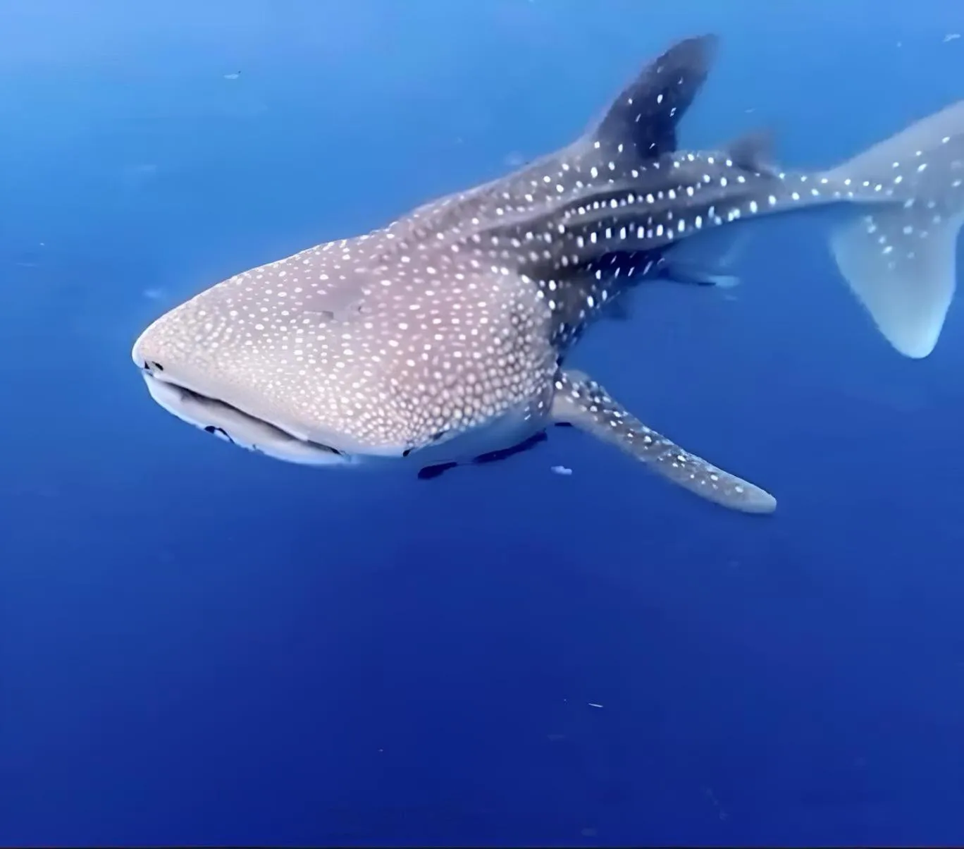 Snorkeling in At Home