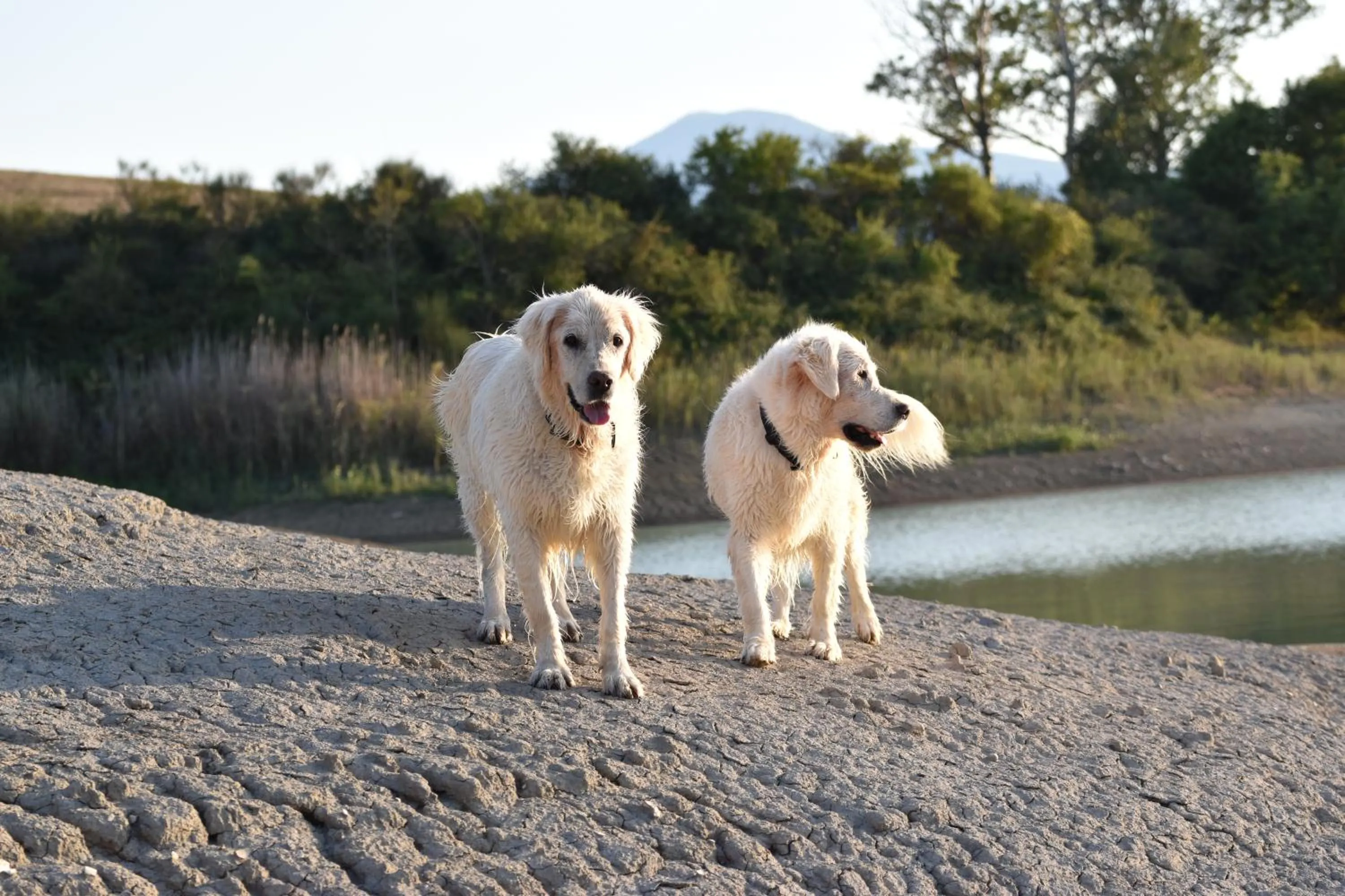 Pets in Hotel Del Buono Wellness & Medical Spa