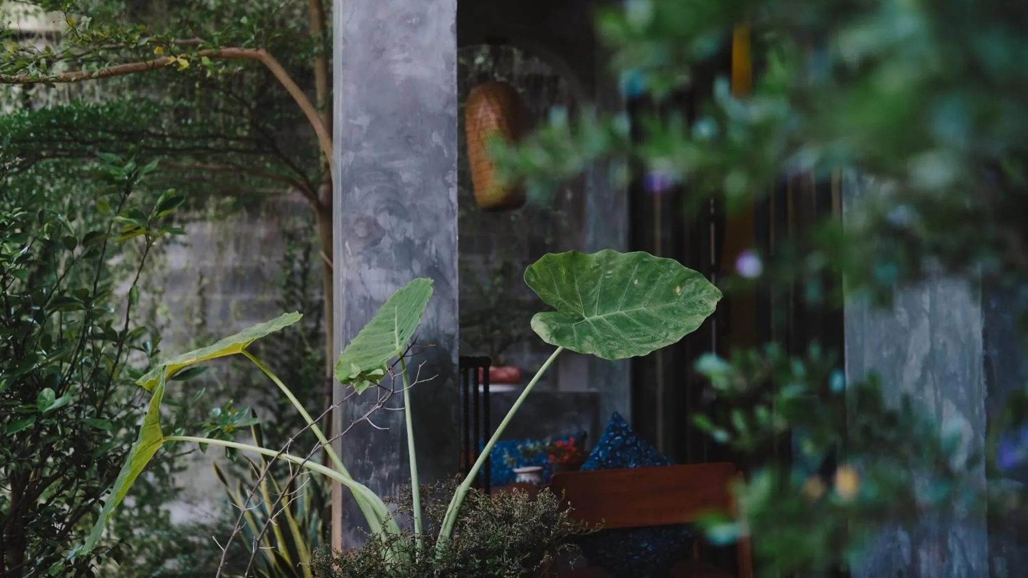 Natural landscape in Nam An Mama Villa Hoi An