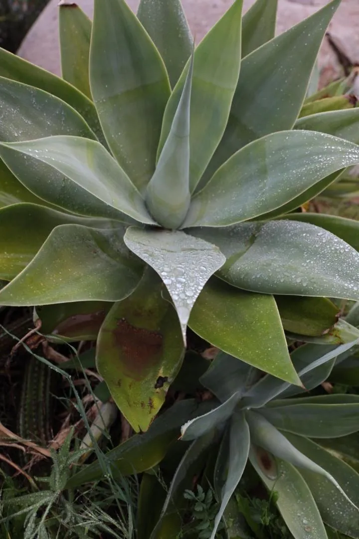 View (from property/room) in Ecovino Valle de Guadalupe