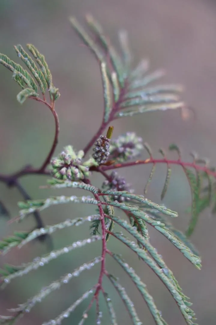 Garden in Ecovino Valle de Guadalupe