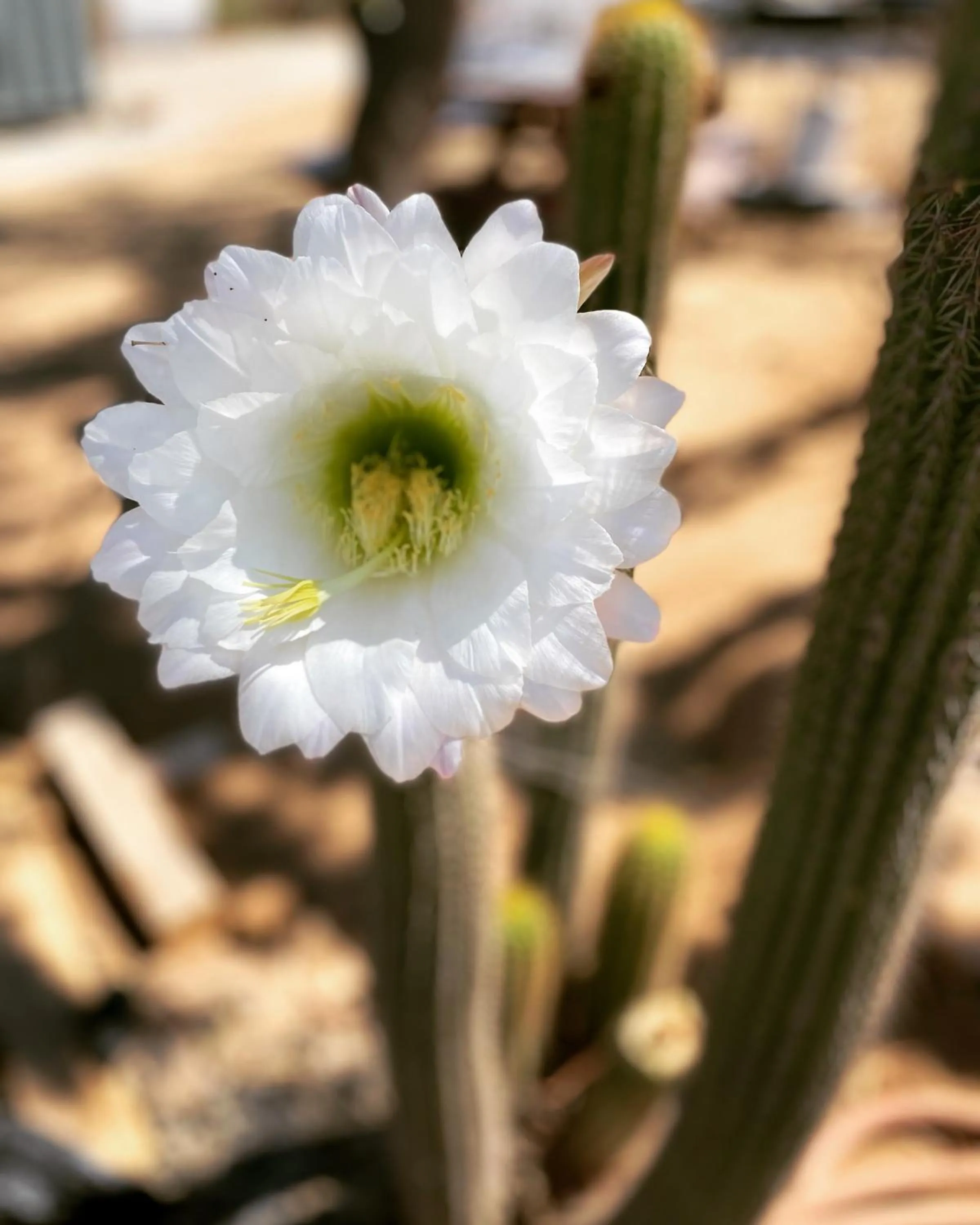 Garden in Ecovino Valle de Guadalupe