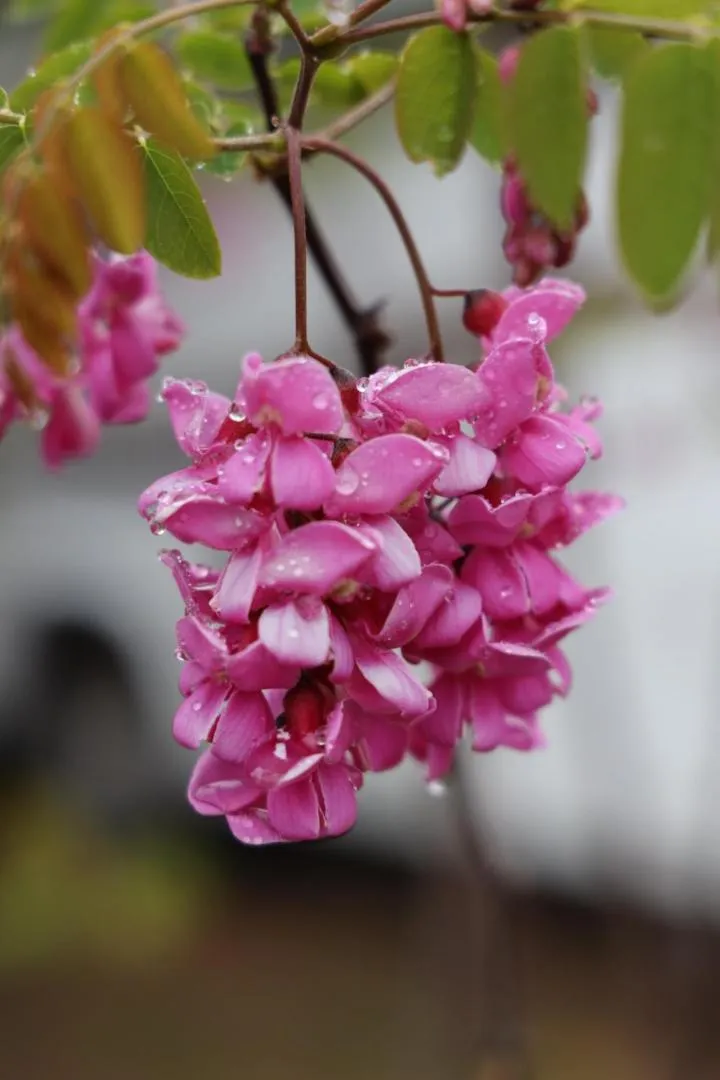Garden view in Ecovino Valle de Guadalupe