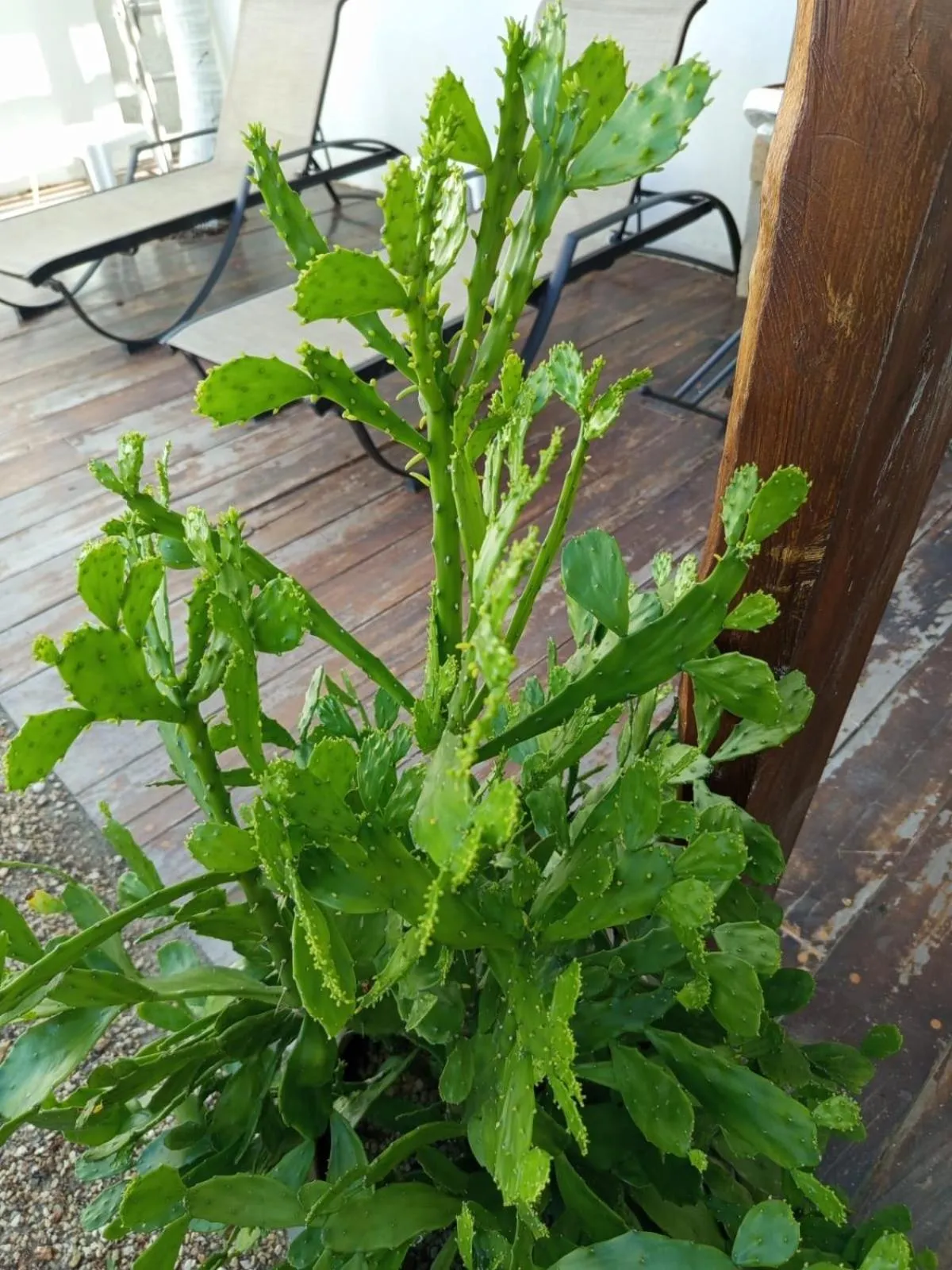 Casa aloha-Isla Holbox