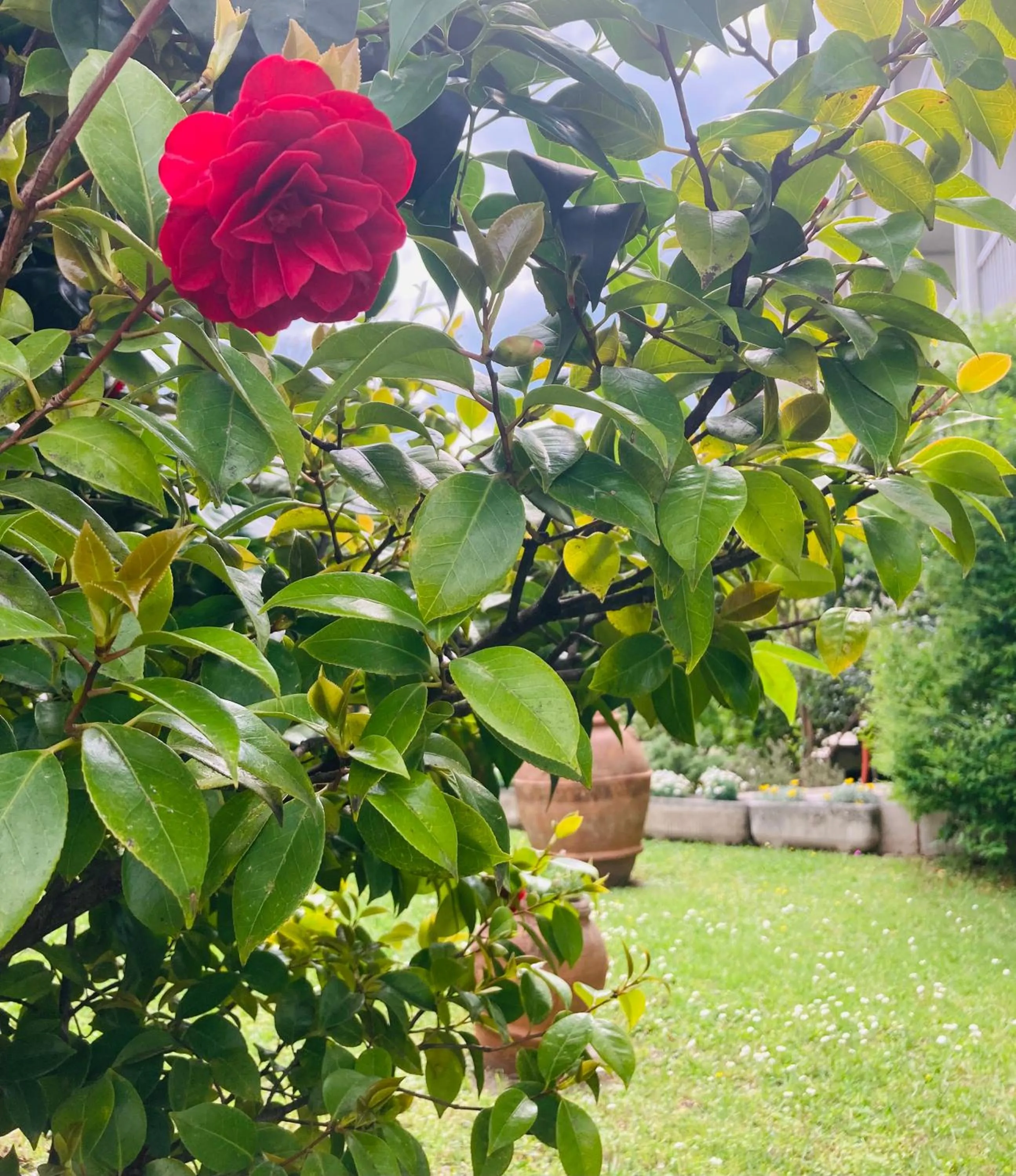 Garden in Hotel Ghironi