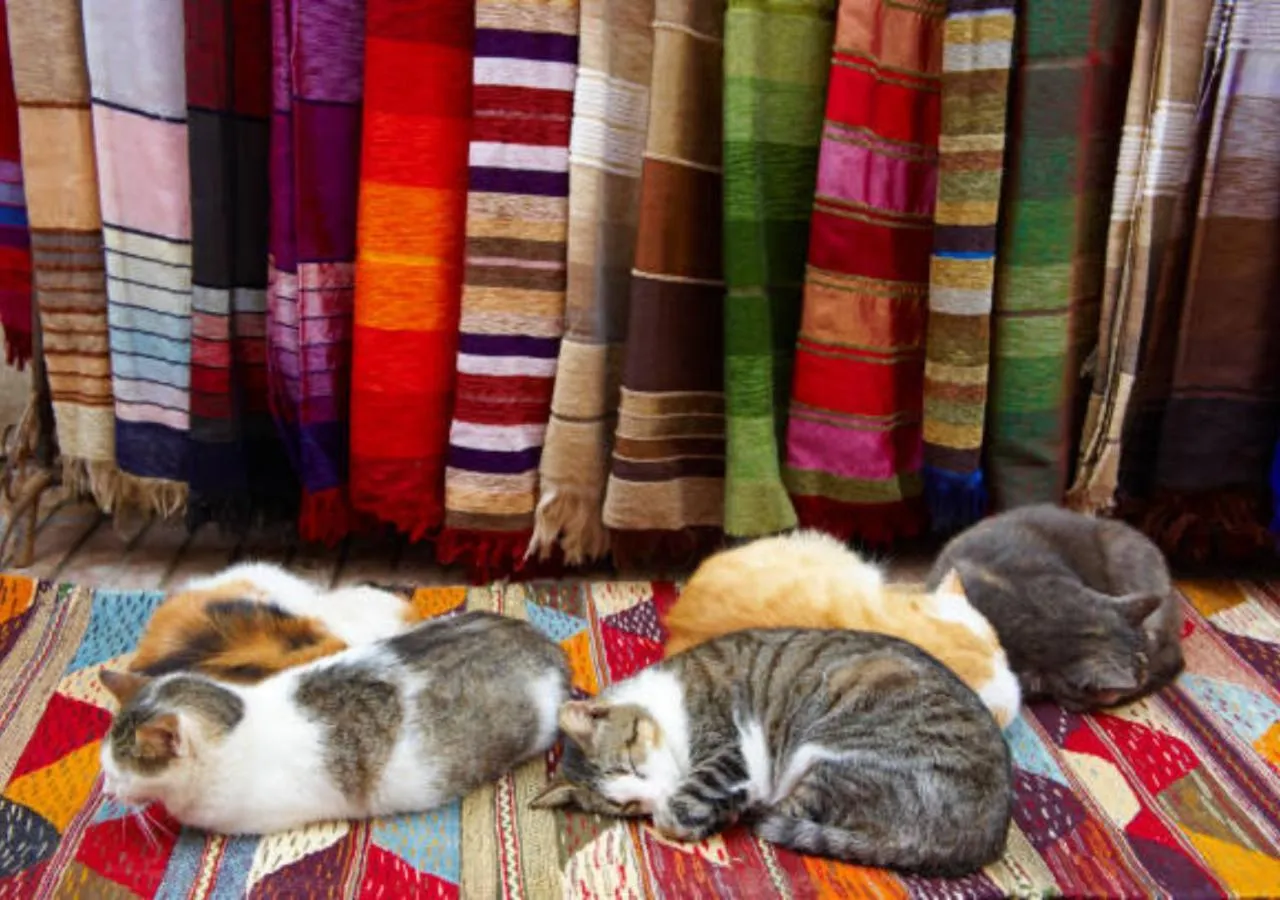 Nearby landmark in Dar Ayman Essaouira