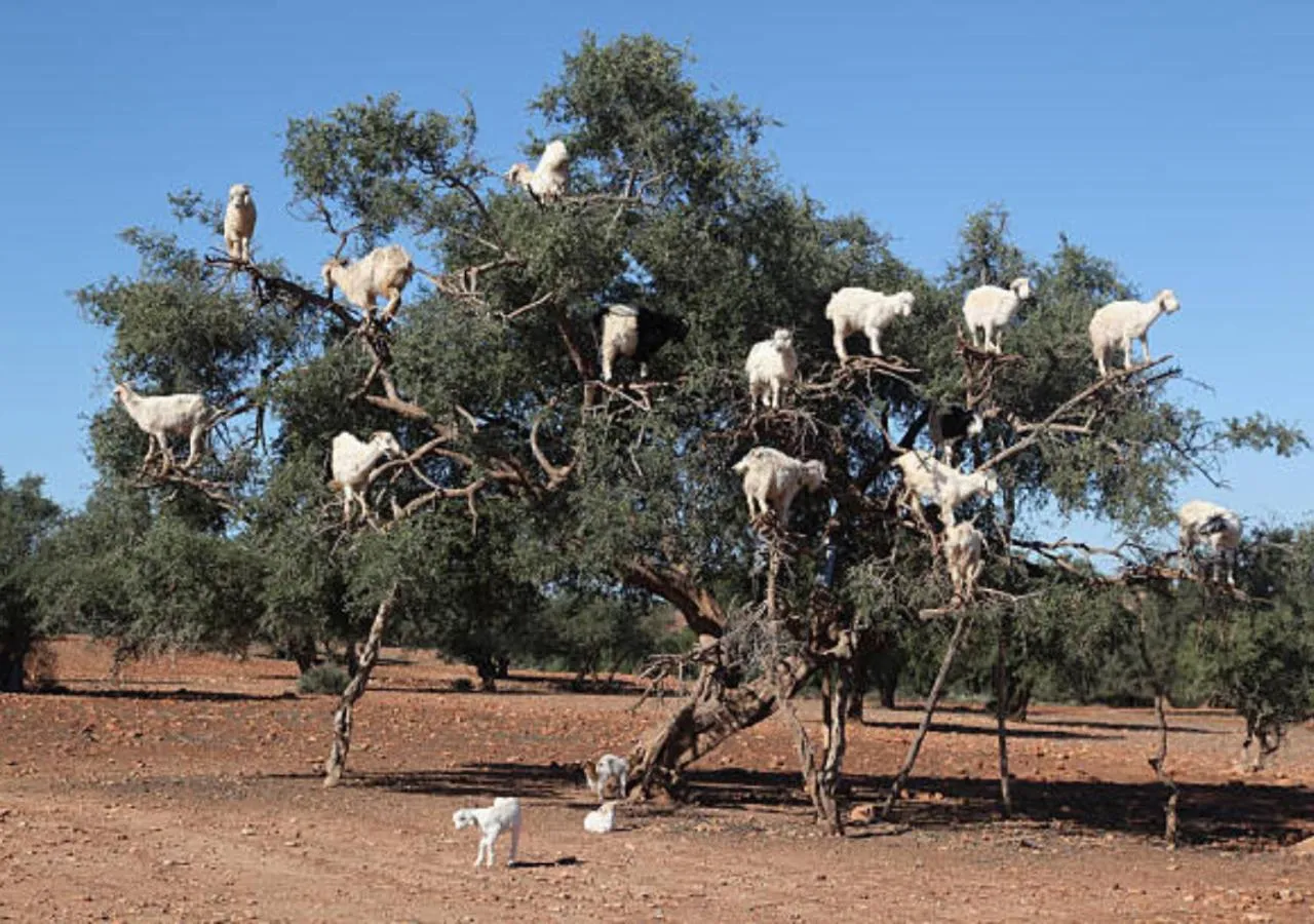 Nearby landmark in Dar Ayman Essaouira