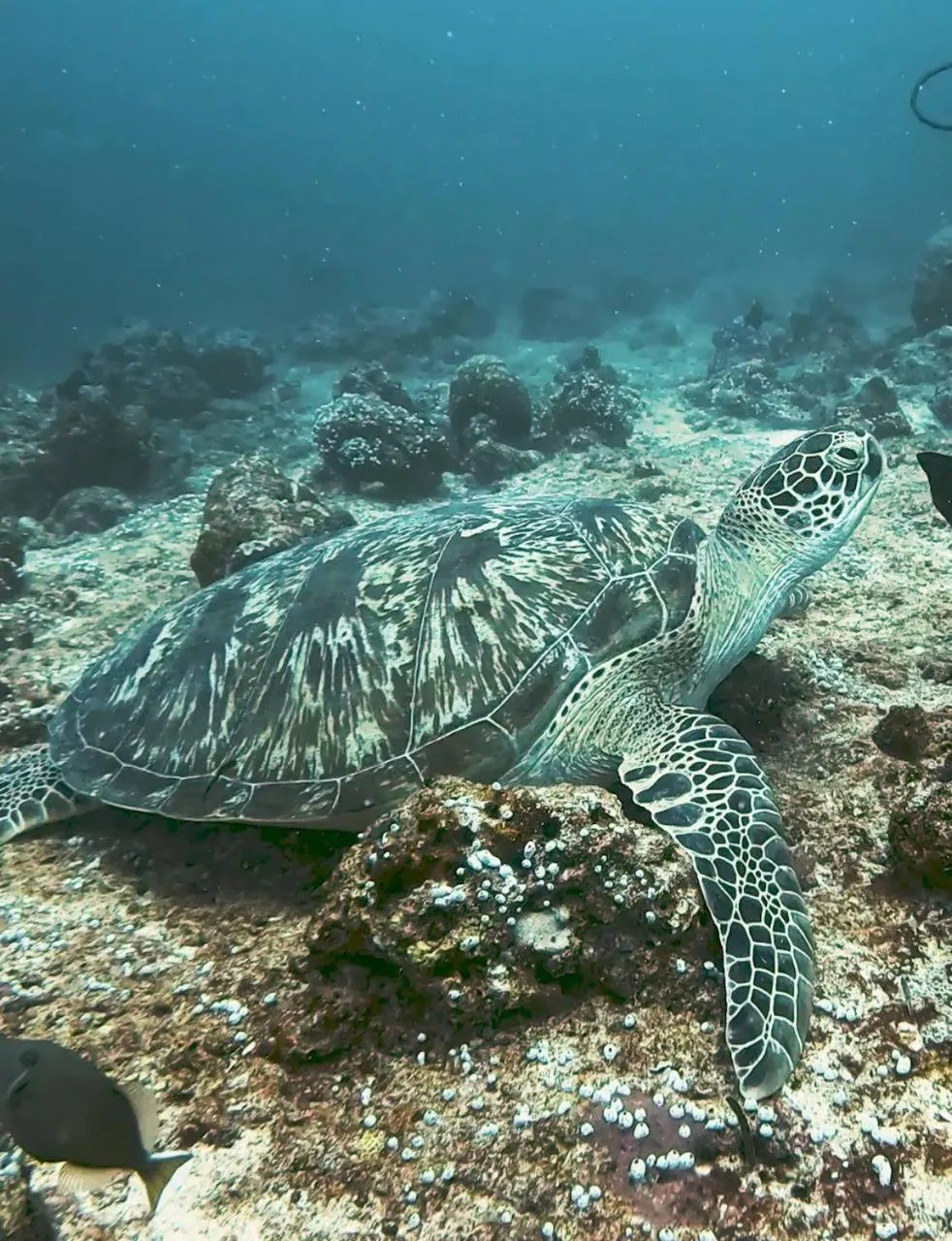 Natural landscape in The Bilimbi Guesthouse & Inn